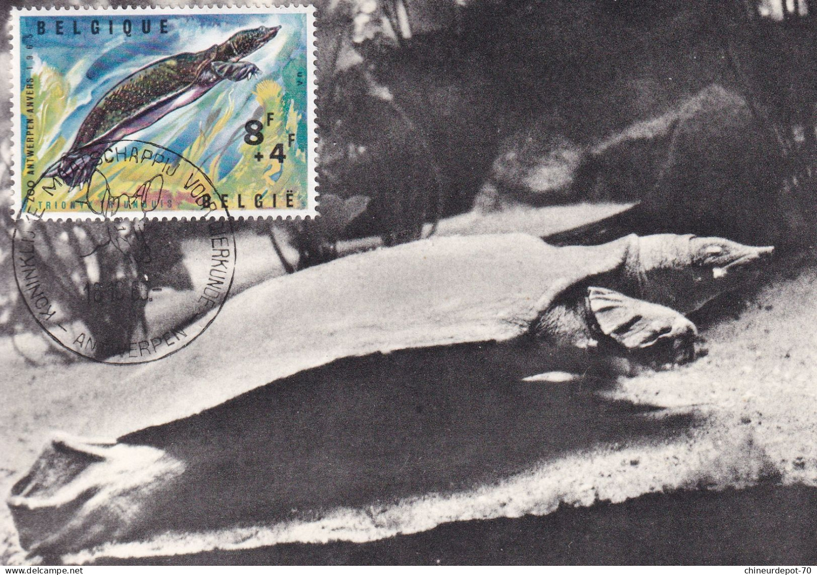 1965 ZOO ANTWERPEN TORTUE DU NIL - Storia Postale