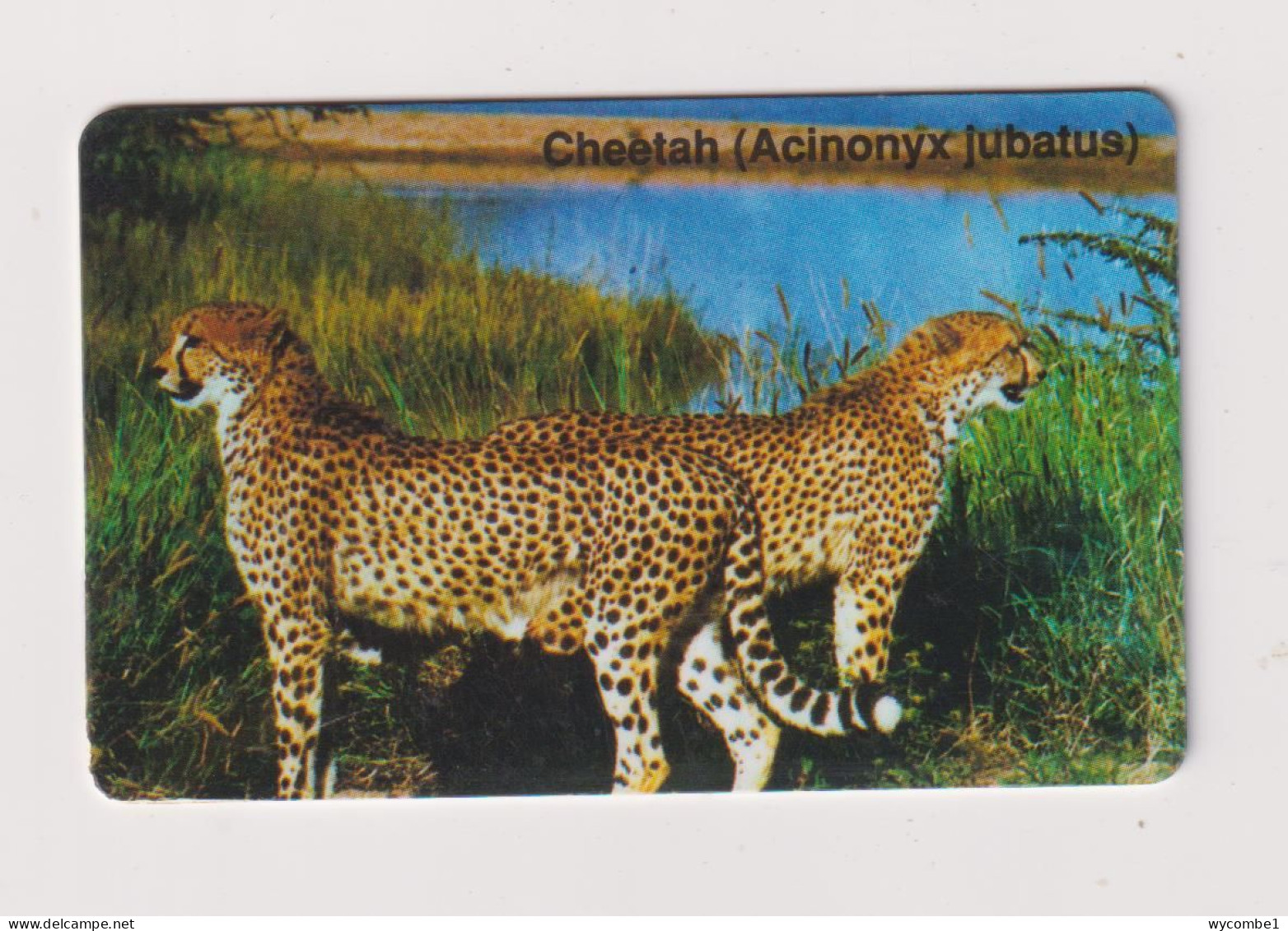 NAMIBIA  - Cheetahs Chip Phonecard - Namibie