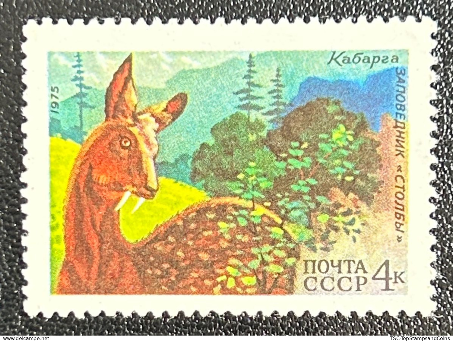 RUSSU4177MNH - Fauna Of The USSR - Siberian Musk Deer - 4 K MNH Stamp - USSR - 1975 - Neufs