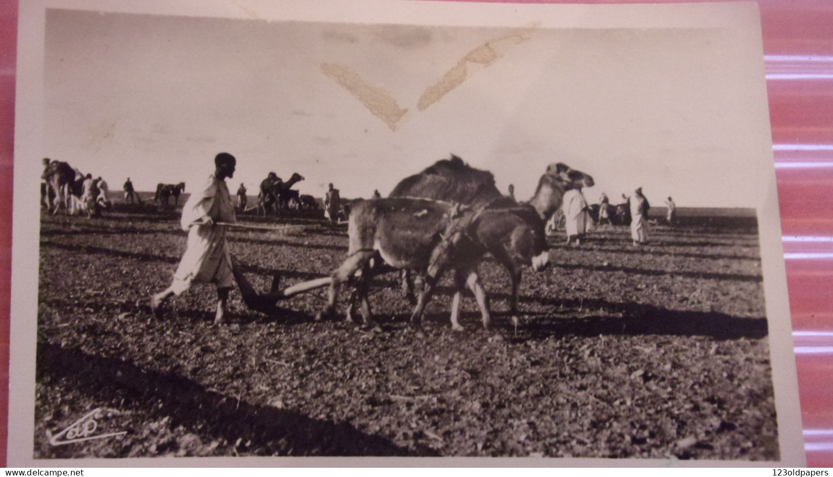 LE LABOUREUR ANE CHAMEAU LABOURAGE 1947  MAROC - Esel