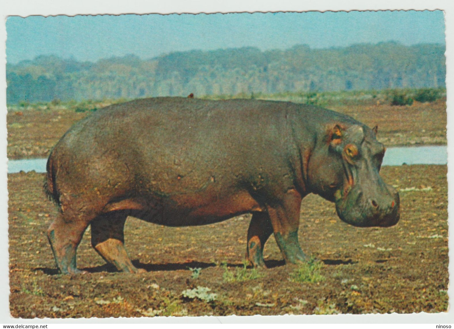 IPPOPOTAMO (AFRICA) (NUOVA) -  EDIZIONI  CECAMI - Hippopotames