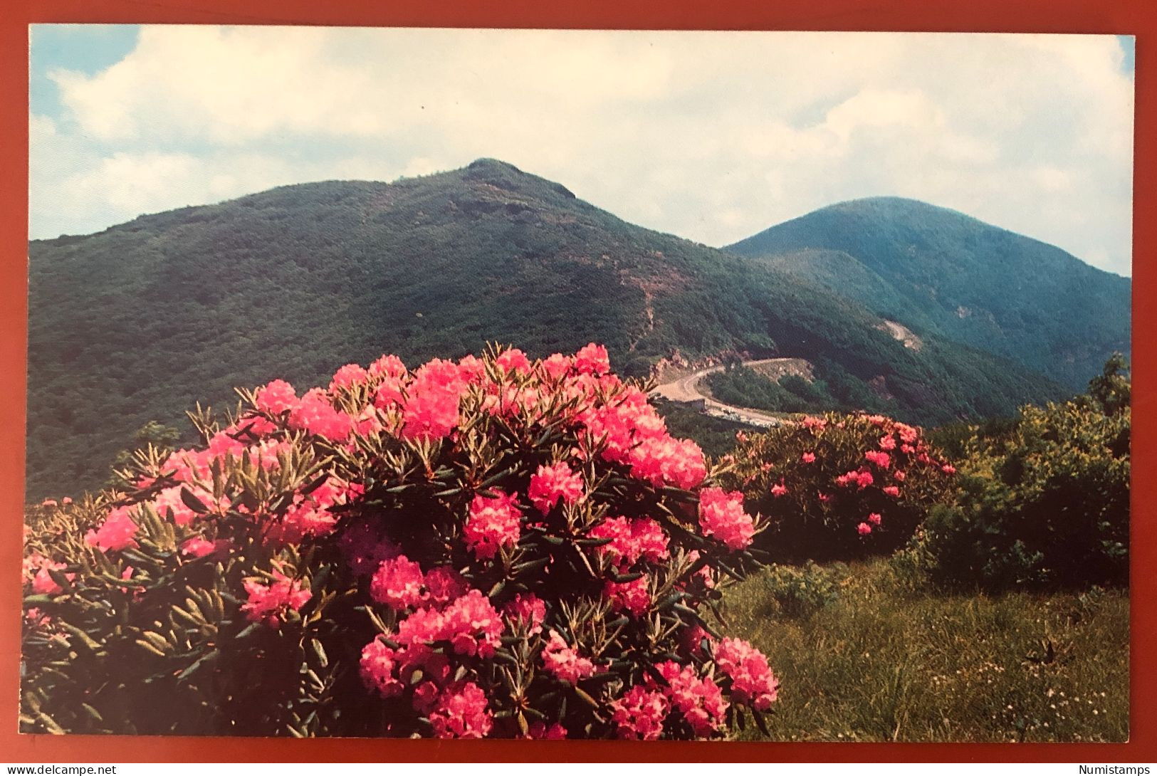 Rododendro In Fioritura Craggy Gardens Vicino Asheville, Carolina Del Nord (c32) - Asheville