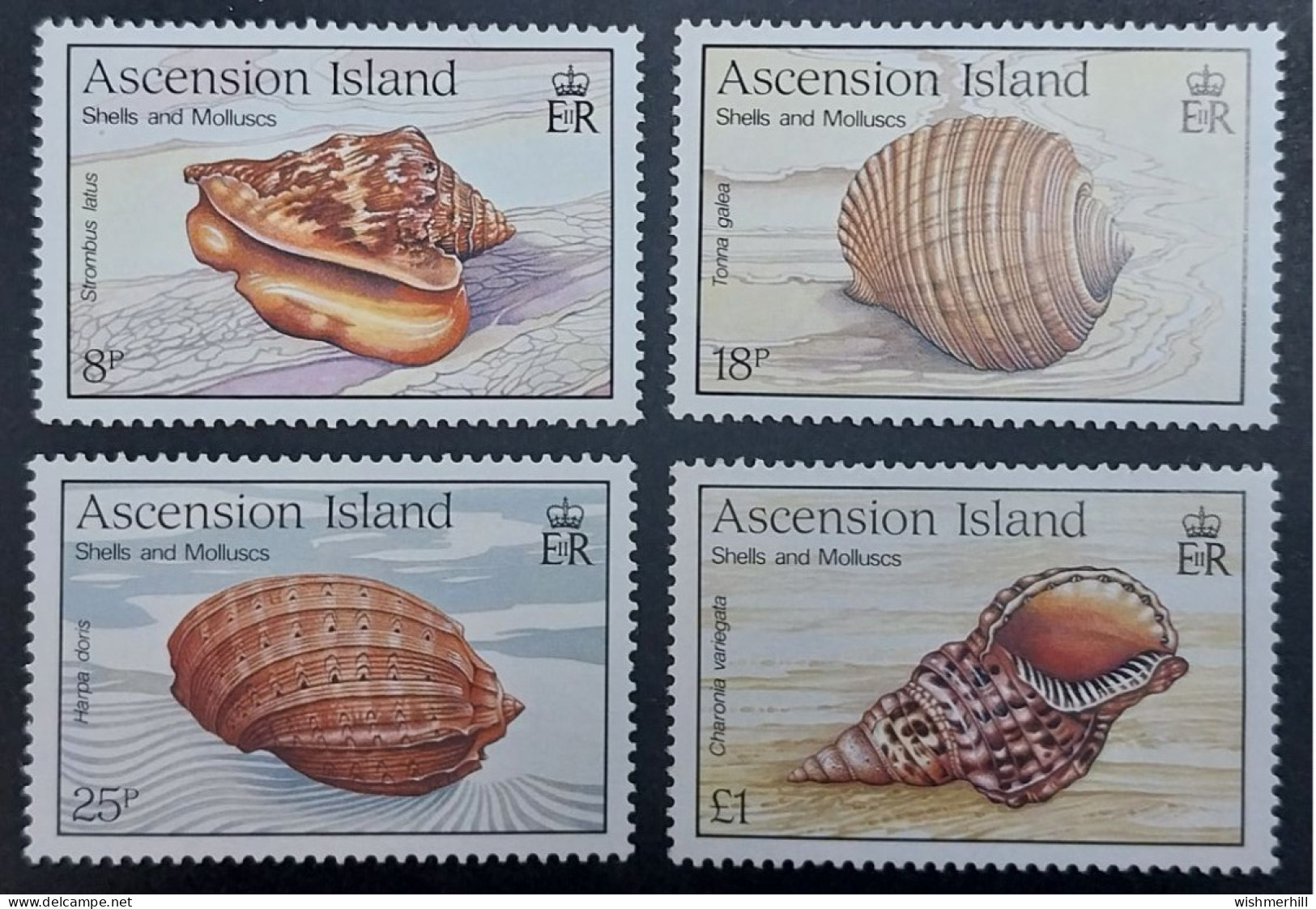 Coquillages Shells // Série Complète Neuve ** MNH ; Ascension YT 492/495 (1989) Cote 12 € - Ascension