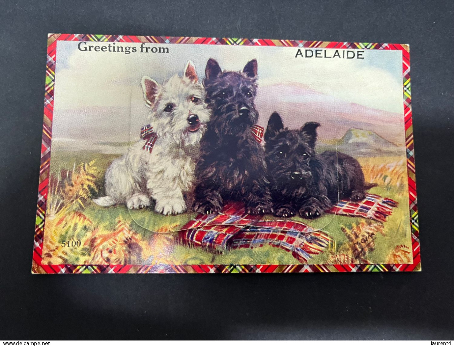 26-2-2-2024 (1 Y 16) Australia - Very Old (1940's ?) SA - Adelaide (dog) Novelty Postcard With "b/w Insert" - Adelaide