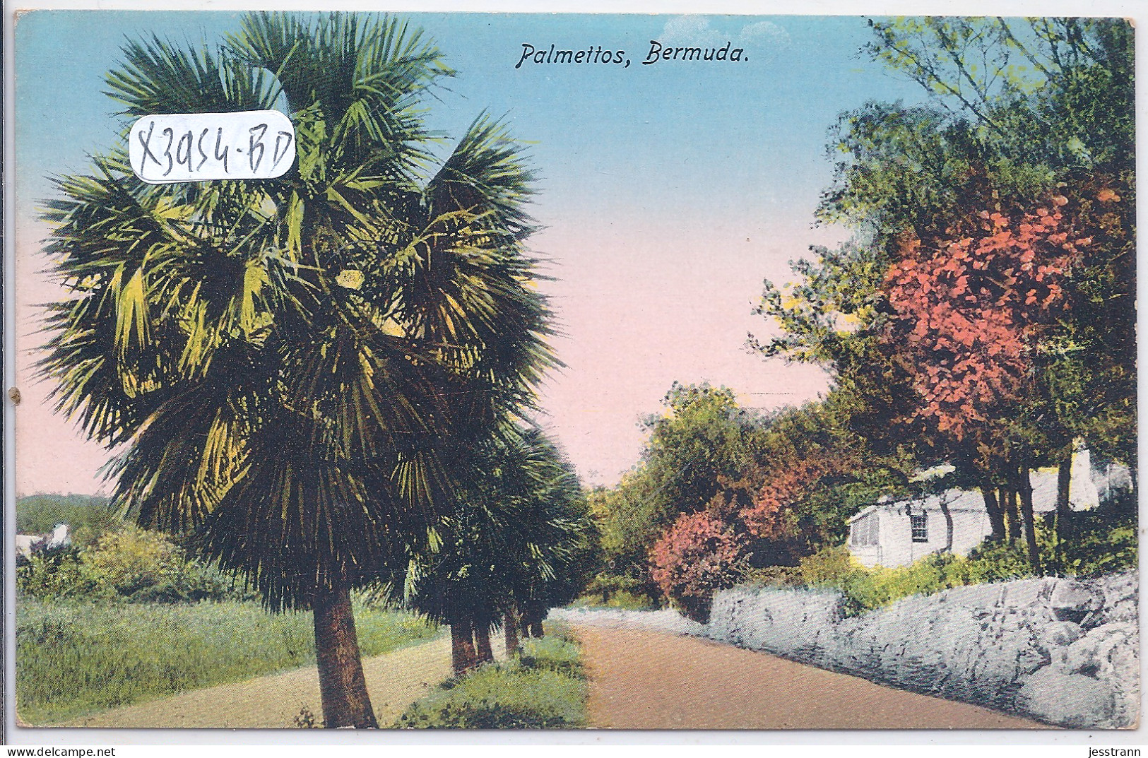 BERMUDES- BERMUDA- PALMETTOS - Bermuda