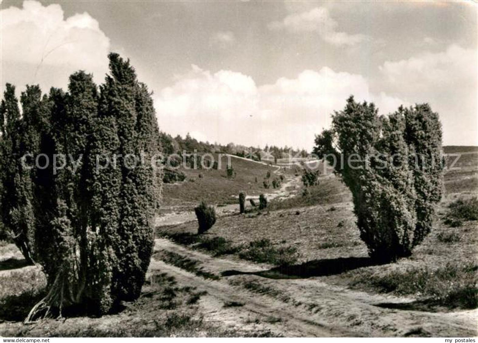 72968724 Lueneburger Heide Naturschutzpark Weg Zum Stattberg Lueneburger Heide - Walsrode