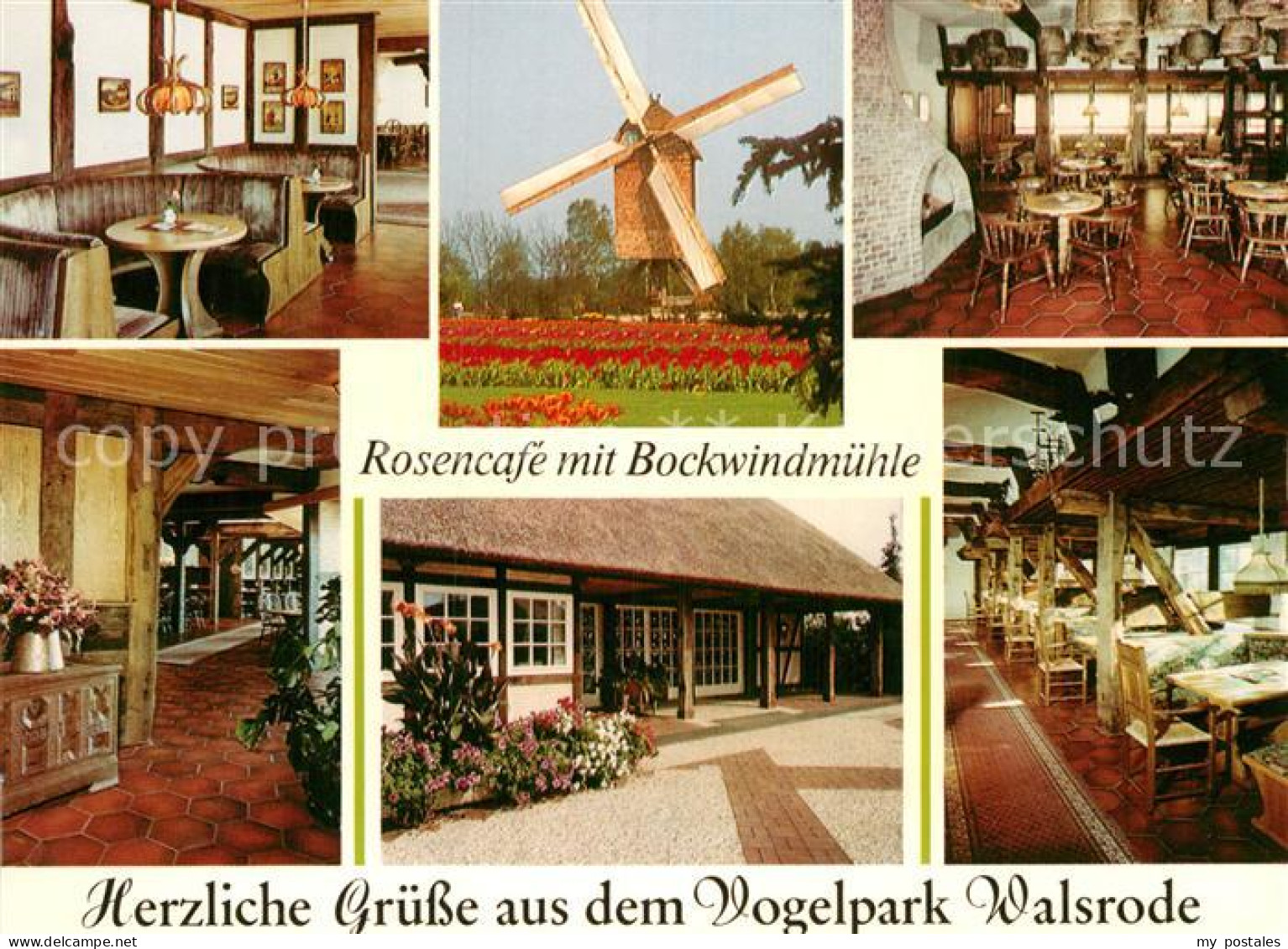 72961326 Walsrode Lueneburger Heide Vogelpark Walsrode Rosencafe Mit Bockwindmue - Walsrode