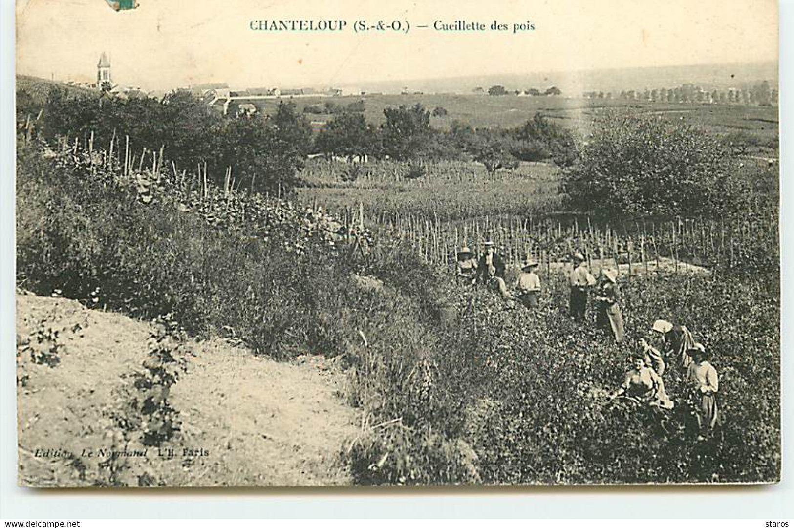 CHANTELOUP-LES-VIGNES - Cueillette Des Pois - Chanteloup Les Vignes