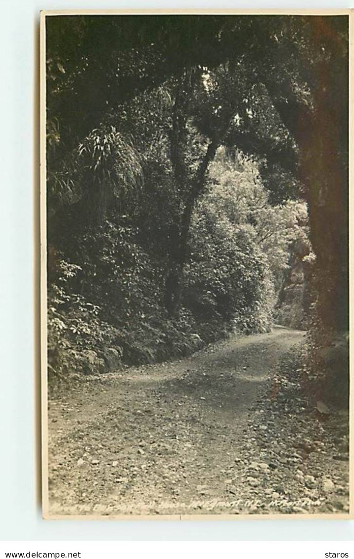 Nouvelle-Zélande - Chemin Dans Une Forêt - Nouvelle-Zélande