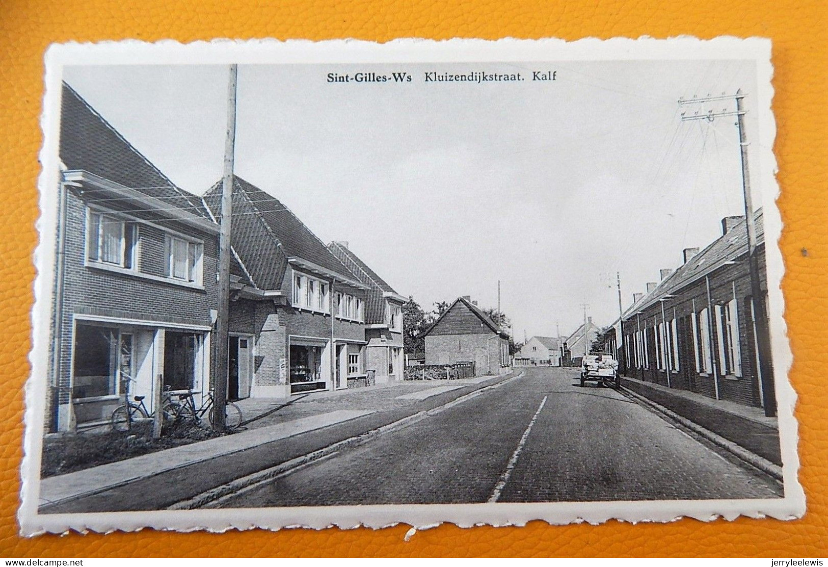 SINT-GILLIS-WAAS - Kluizendijkstraat  - Kalf - Sint-Gillis-Waas