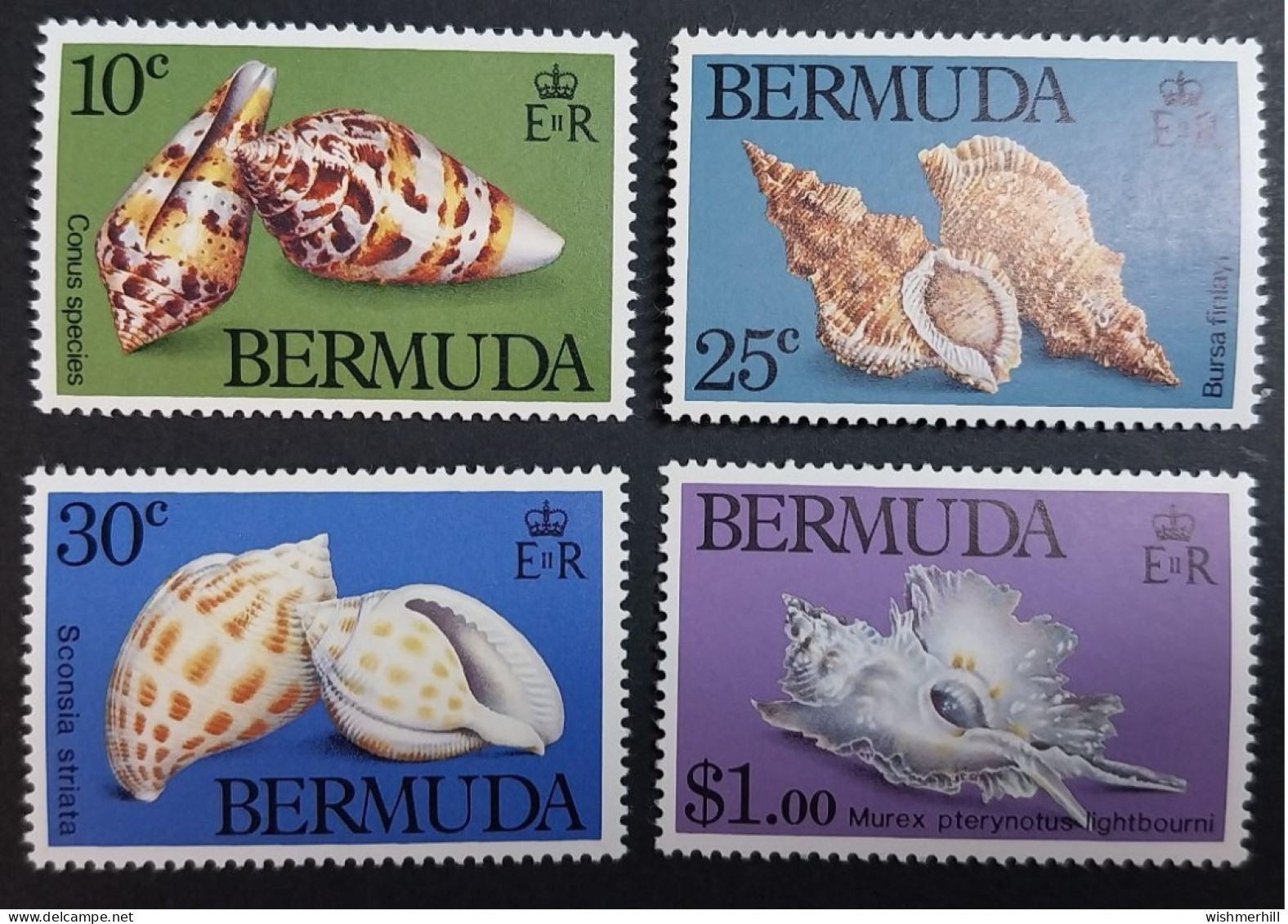 Coquillages Shells // Série Complète Neuve ** MNH ; Bermuda YT 409/412 (1982) Cote 9 € - Bermuda