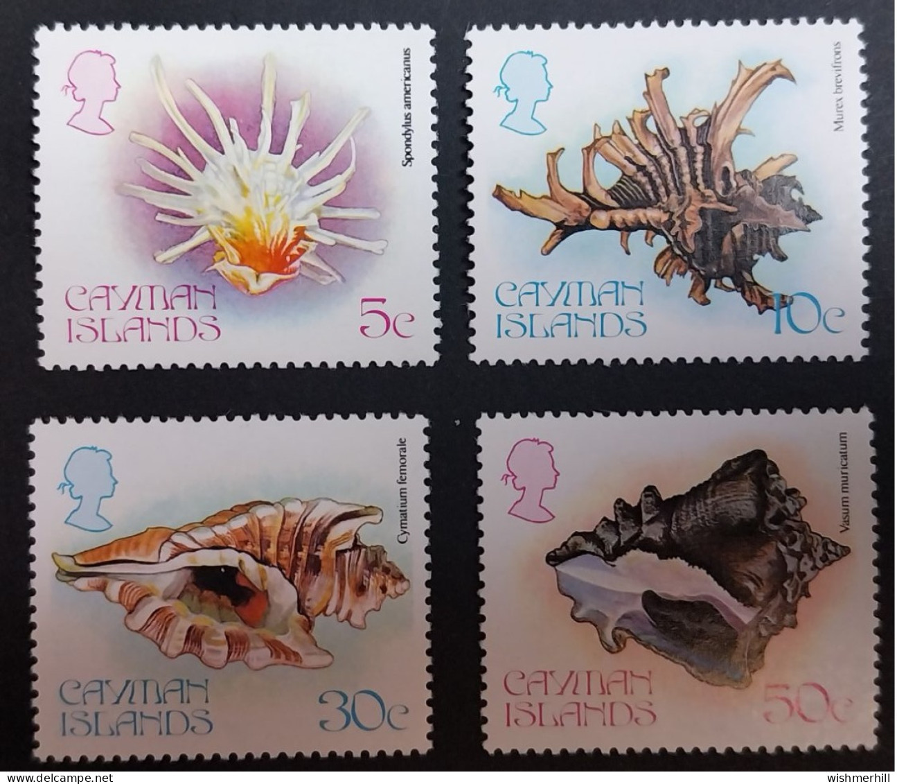 Coquillages Shells // Série Complète Neuve ** MNH ; Caïmans YT 451/454 (1980) Cote 5 € - Caimán (Islas)