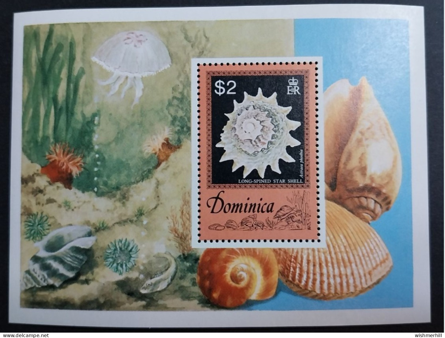 Coquillages Shells // Bloc Neuve ** MNH ; Dominique BF 41 (1976) Cote 7 € - Dominique (1978-...)