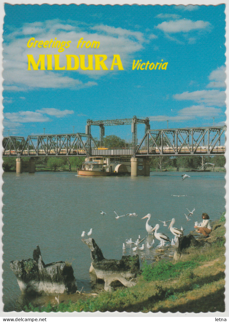 Australia VICTORIA VIC Pelicans Paddle Show Boat Avoca MILDURA Nucolorvue MD113 Postcard C1970s - Mildura