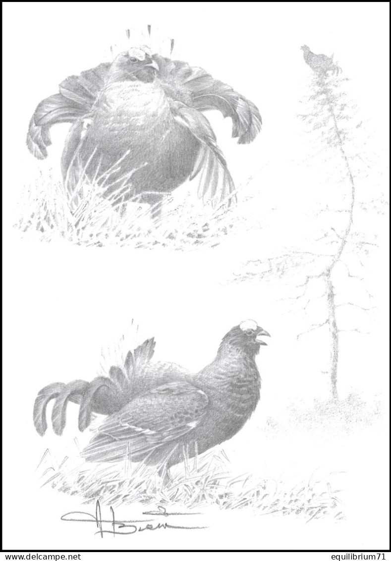 Dessin, Signé/Tekening, Getekend - Tétras Lyre / Korhoen / Birkhuhn / Black Grouse / Lyrurus Tetrix - Buzin - Gallinacées & Faisans