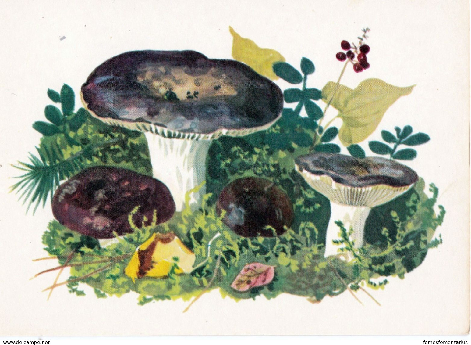 6 Cartes Neuves (même Série) Divers Champignons Reproductions Aquarelles, Excellent état - Champignons