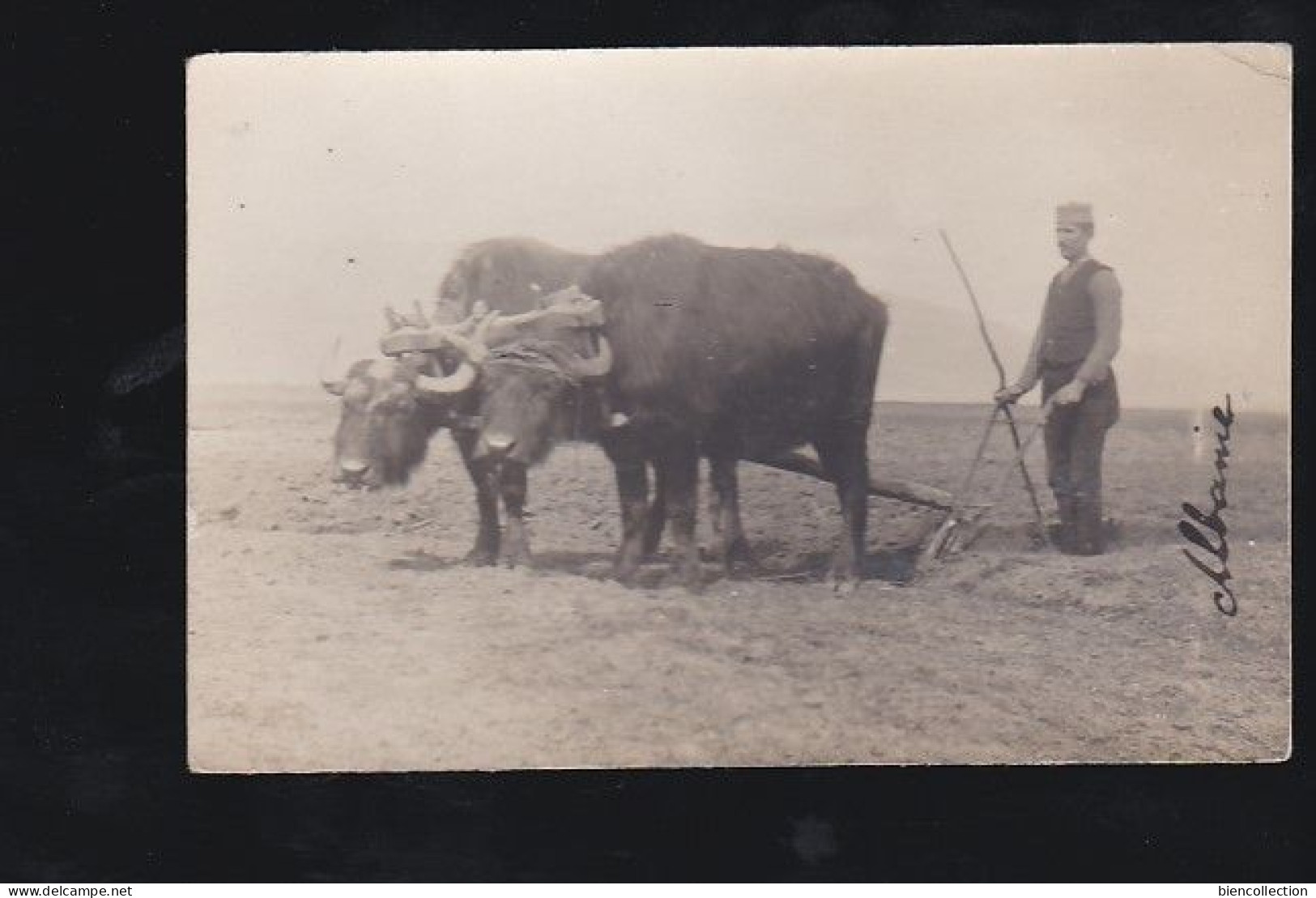 Albanie. Carte Photo D'un Laboureur Et Ses Boeufs - Albanie