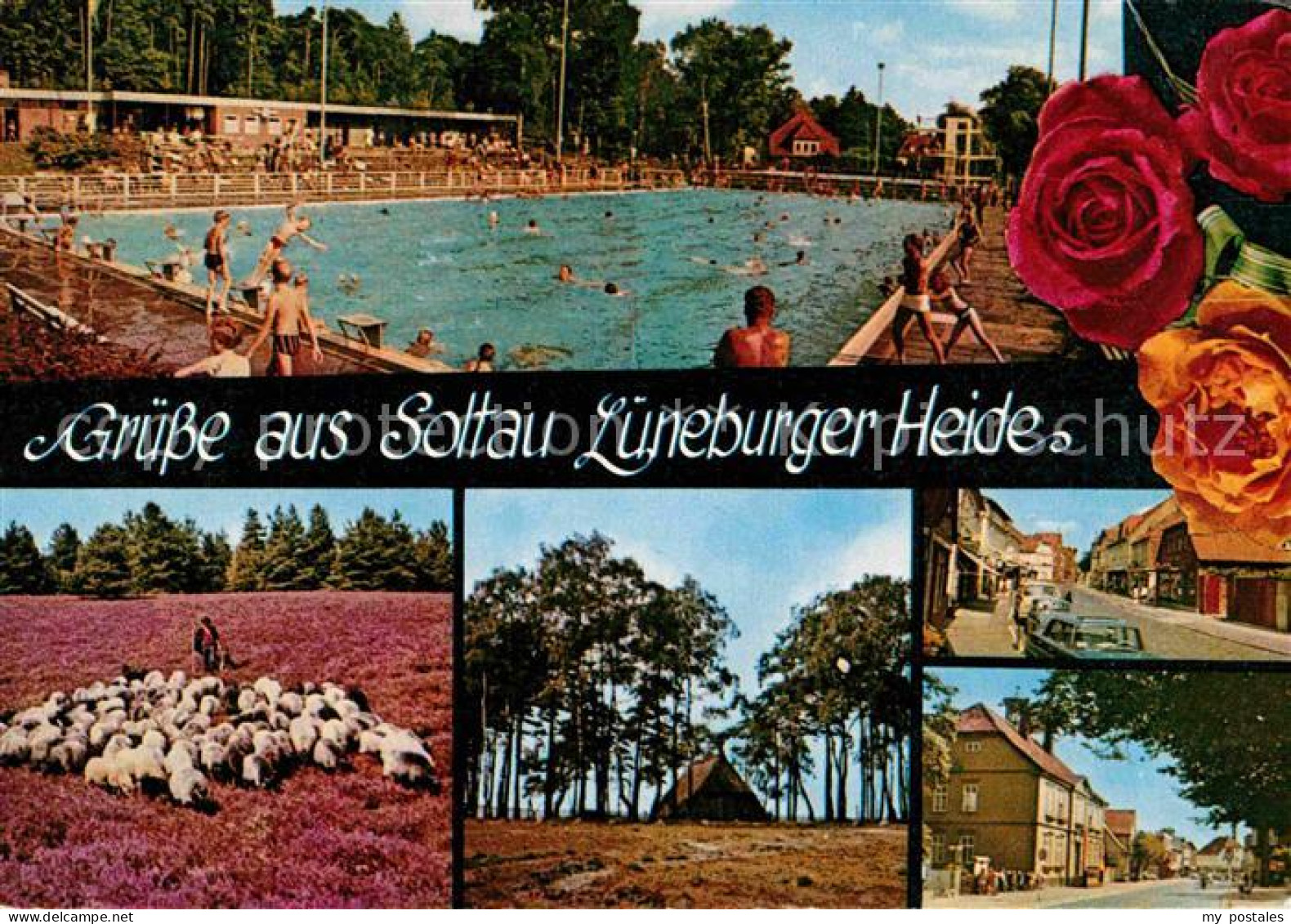 72765271 Soltau Schwimmbad Ortsansichten Schafherde Lueneburger Heide Soltau - Soltau