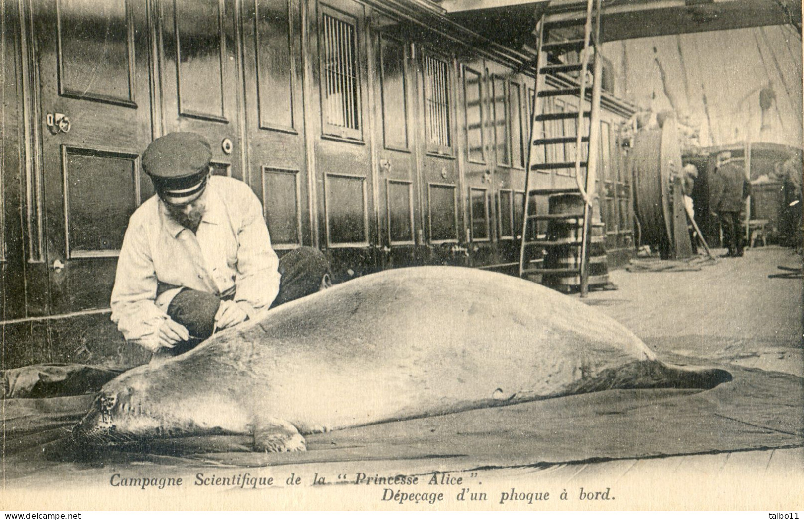 Monaco - Campagne Scientifique De La Princesse Alice - Dépeçage D'un Phoque à Bord - Oceanografisch Museum