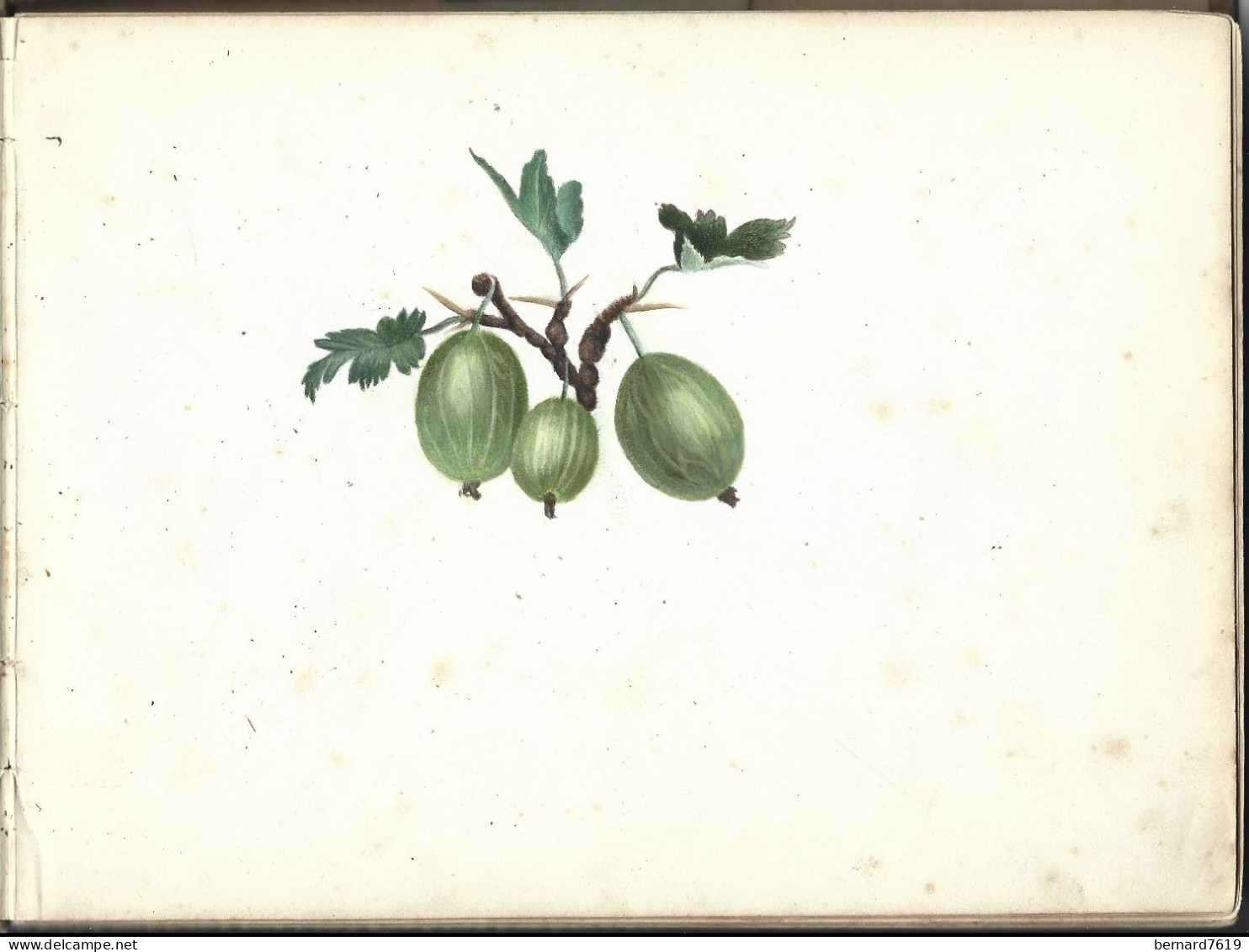 Carnet  De Dessins Originaux - Par Alfred Lambert De Chalons Sur Marne Vers 1895 - Fruit - Reims - Amiens - Gisors-tri - Zeichnungen