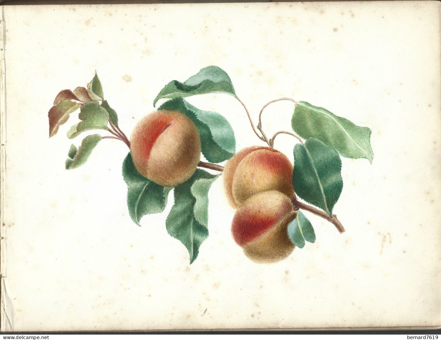 carnet  de dessins originaux - par alfred lambert de chalons sur marne vers 1895 - fruit - reims - amiens - gisors-tri