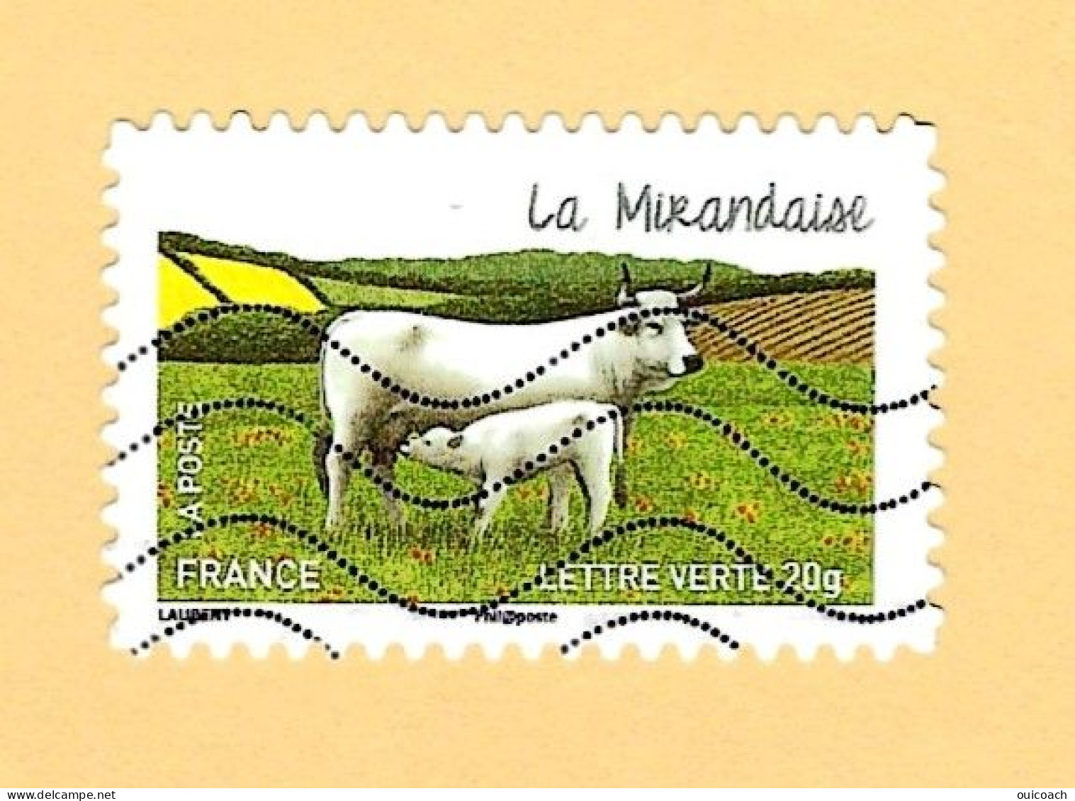 Veau Et Vache Pyrénées, 957 - Cows