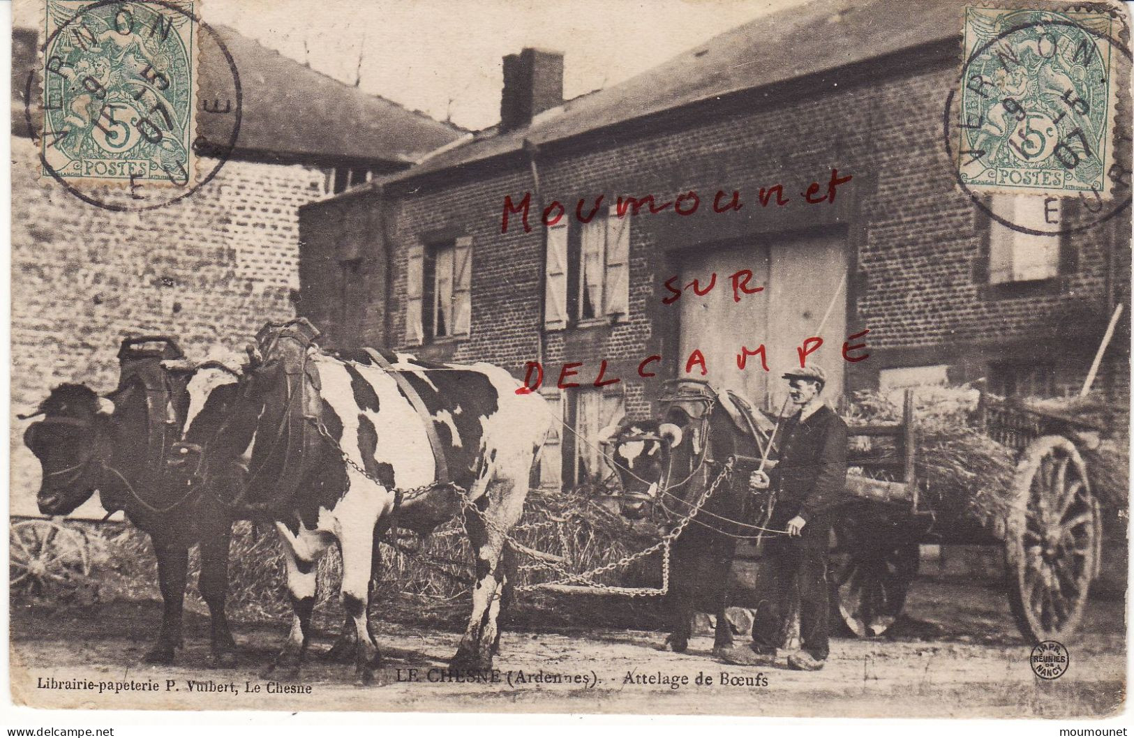 Le Chesne (Ardennes). Attelage De Bœufs Posté En 1907 - Le Chesne