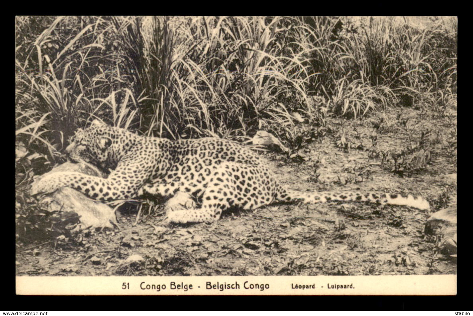 CONGO KINSHASA - LEOPARD - Kinshasa - Léopoldville