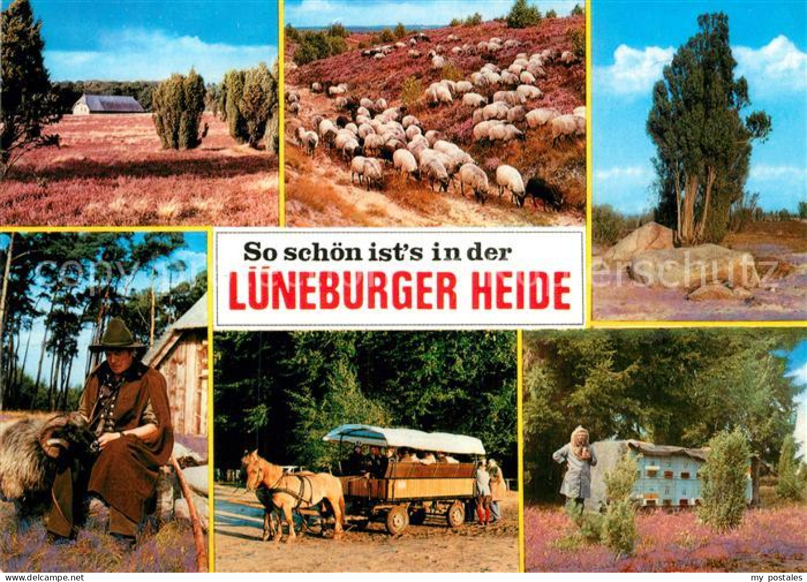 73003998 Lueneburger Heide Panorama Schafherde Schaefer Pferdewagen Imker Lueneb - Walsrode