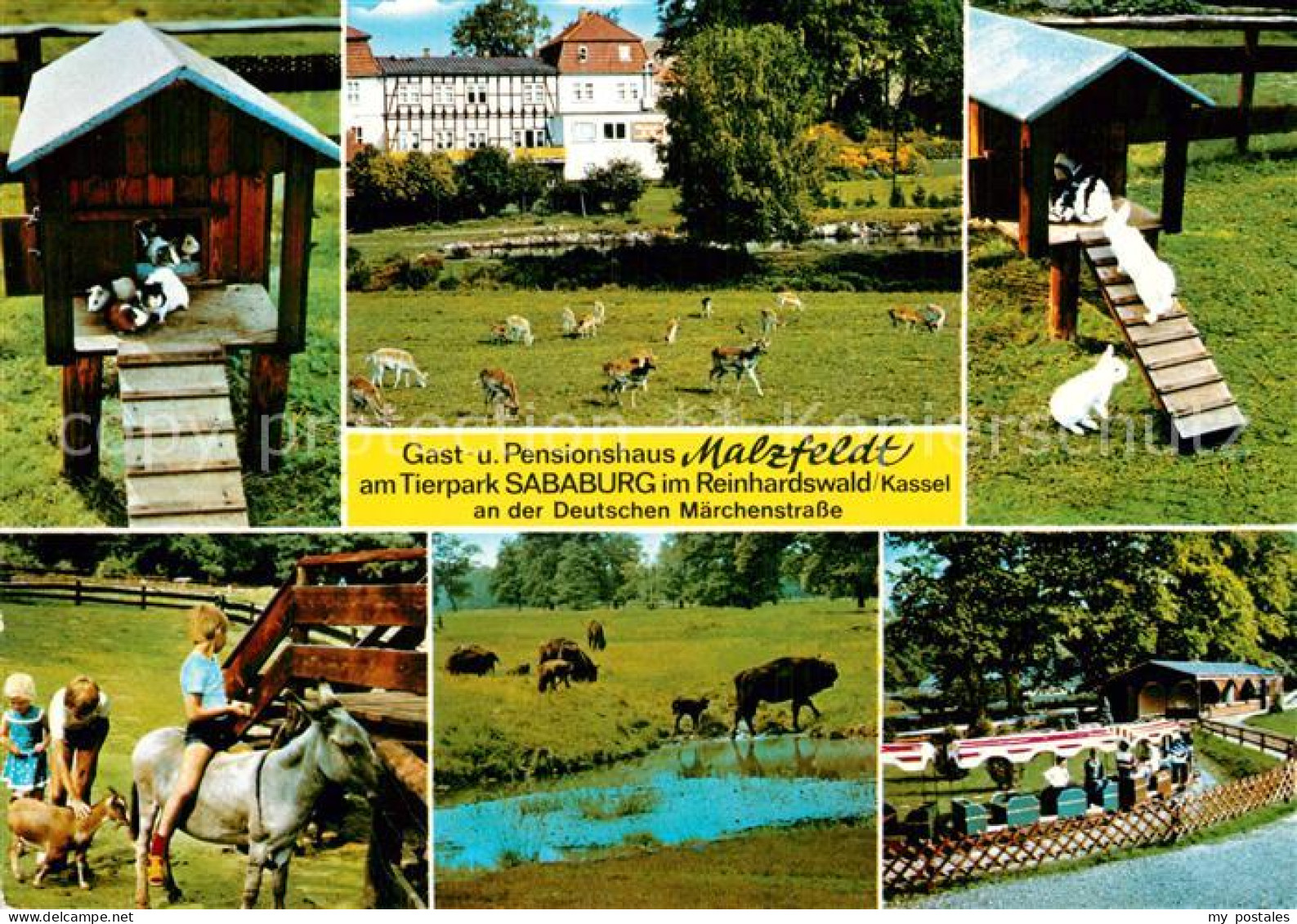 72991547 Reinhardswald Pension Malzfeldt Esel Tierpark Reinhardswald - Hofgeismar