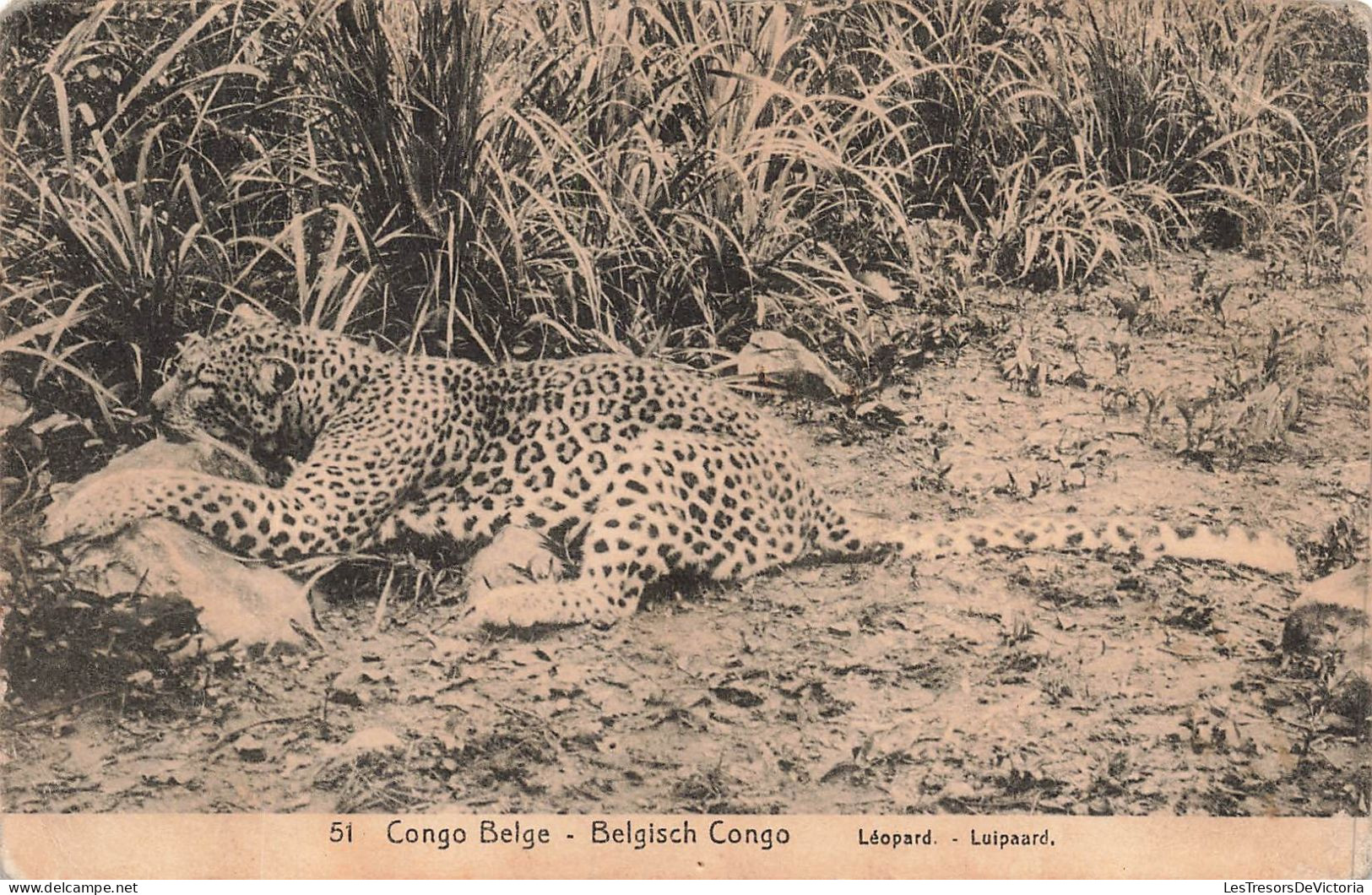CONGO KINSHASA - Congo Belge - Un Léopard Dans La Nature - Carte Postale Ancienne - Belgisch-Kongo