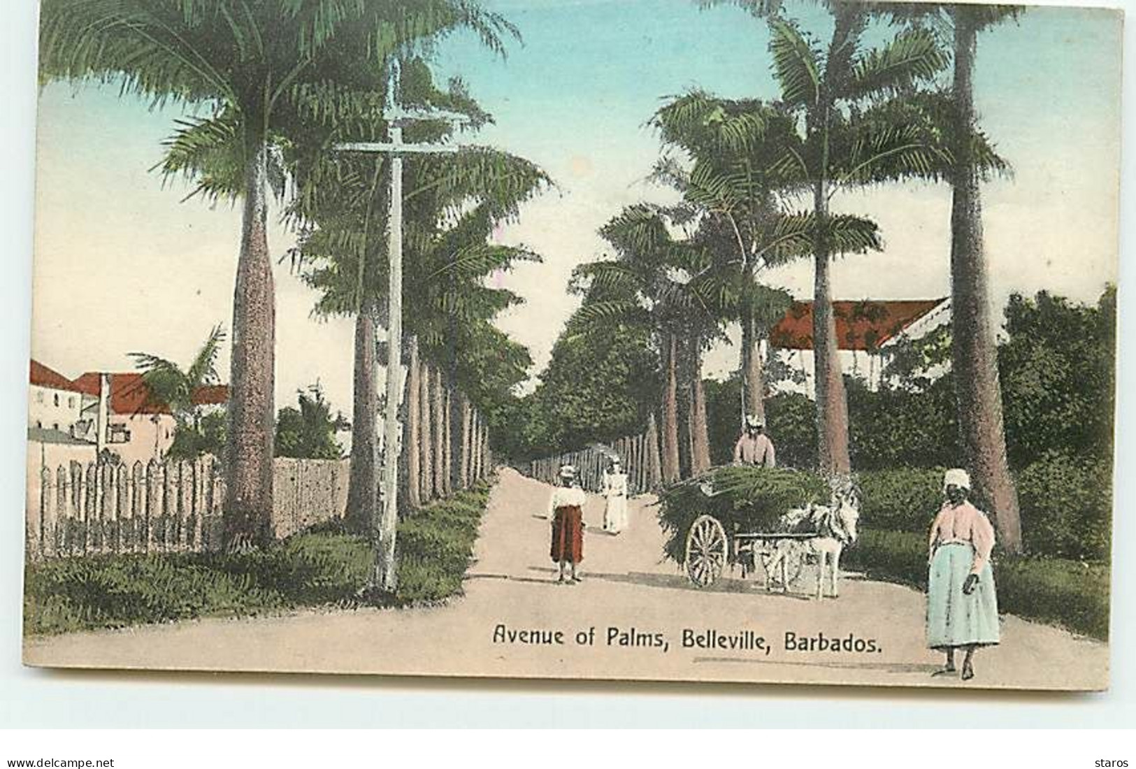 Antilles - Avenue Of Palms - Belleville - BARBADOS - Barbados (Barbuda)