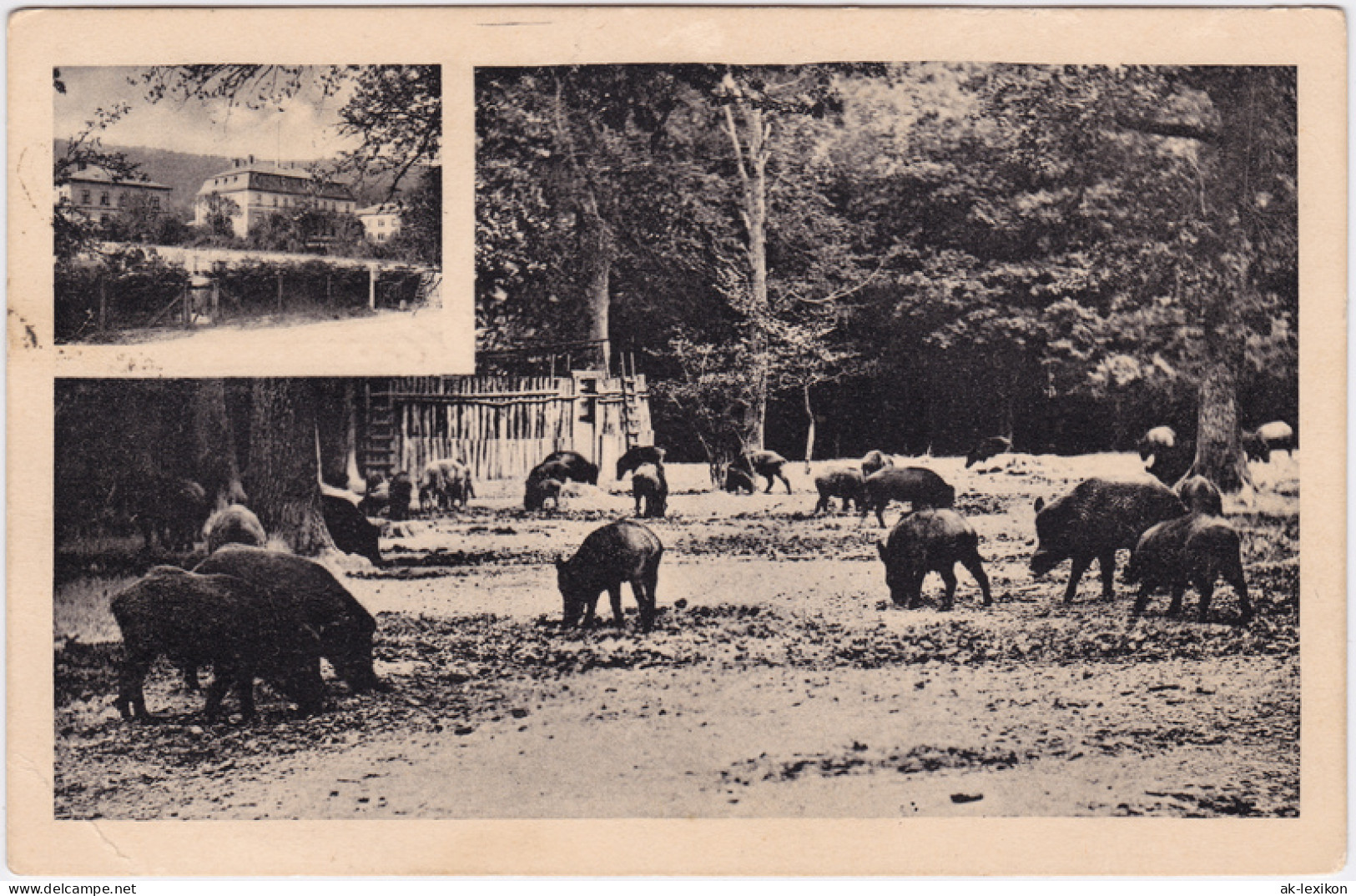 Ansichtskarte Springe 2 Bild: Jagdschloss Und Wildschweingehege 1925  - Springe