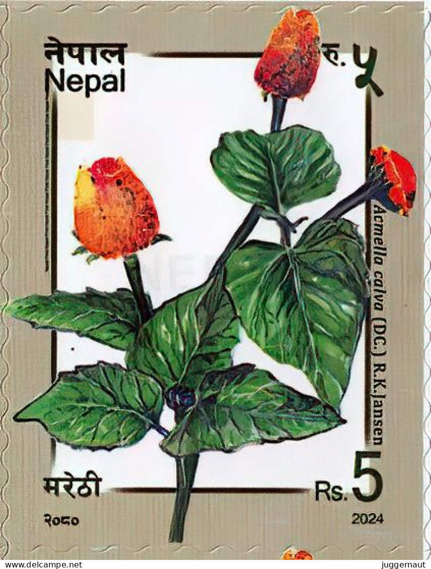 Acmella Calva Toothache Plant Stamp 2024 Nepal MNH - Heilpflanzen
