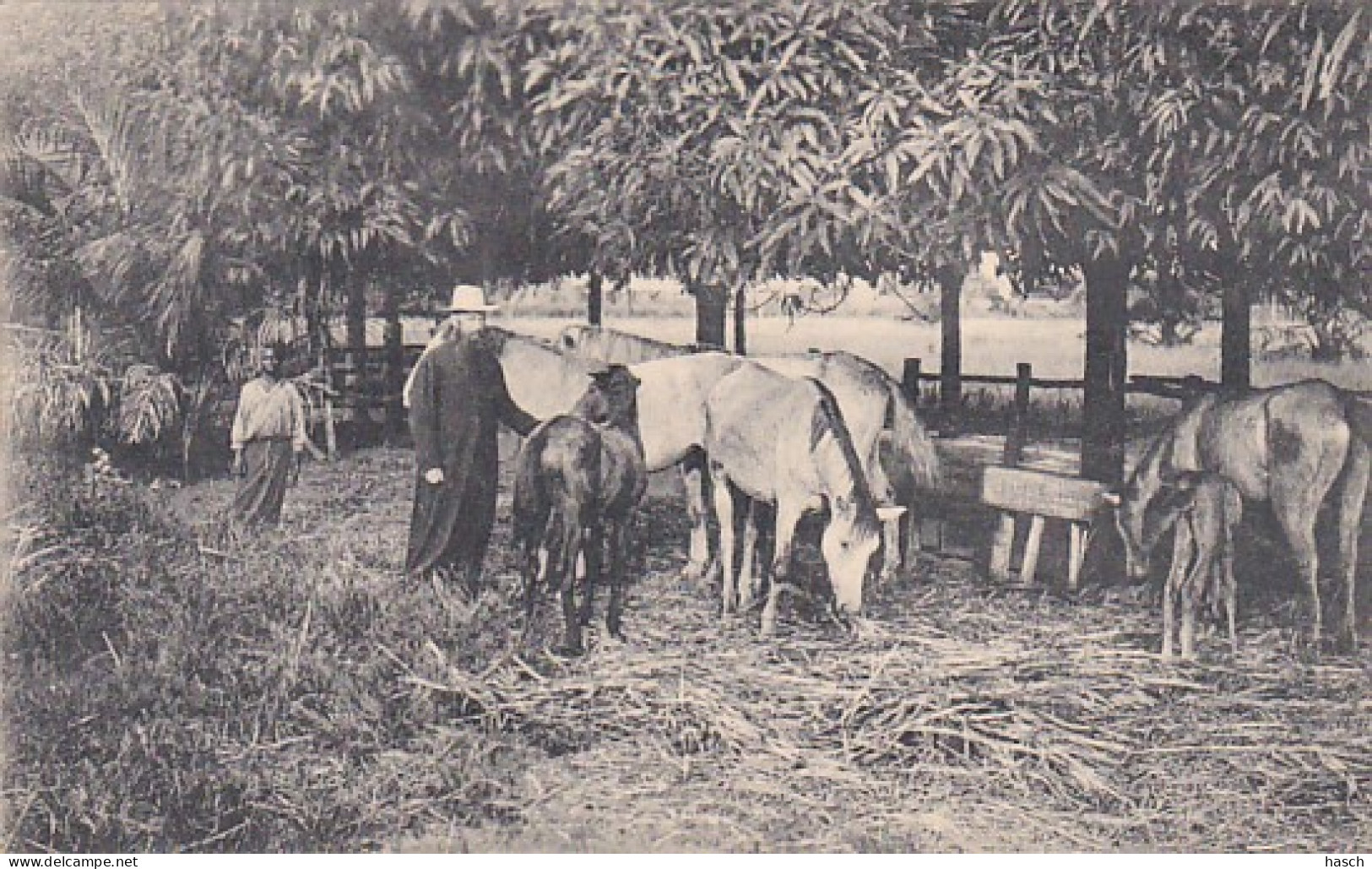 241659Moanda, En Omstreken Uit De Kudde – Moanda Et Ses Environs L’élevage Des Chevaux. - Autres & Non Classés