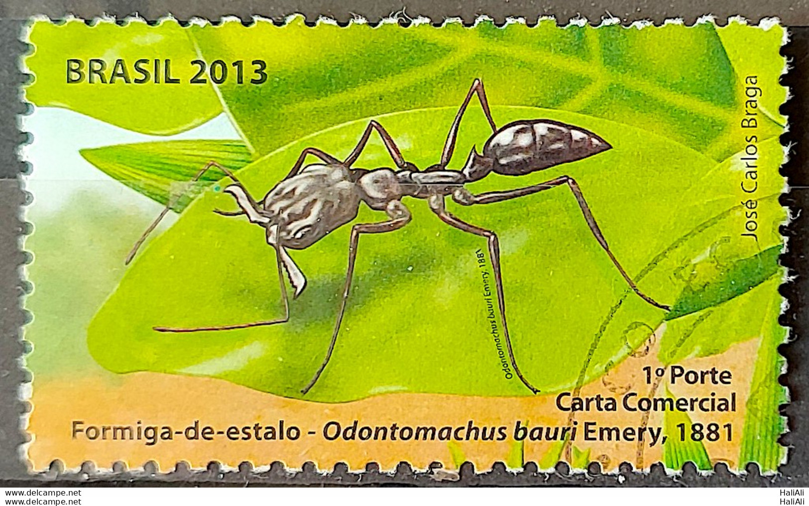 C 3281 Brazil Stamp Ant Insect 2013 Circulated 1 - Oblitérés