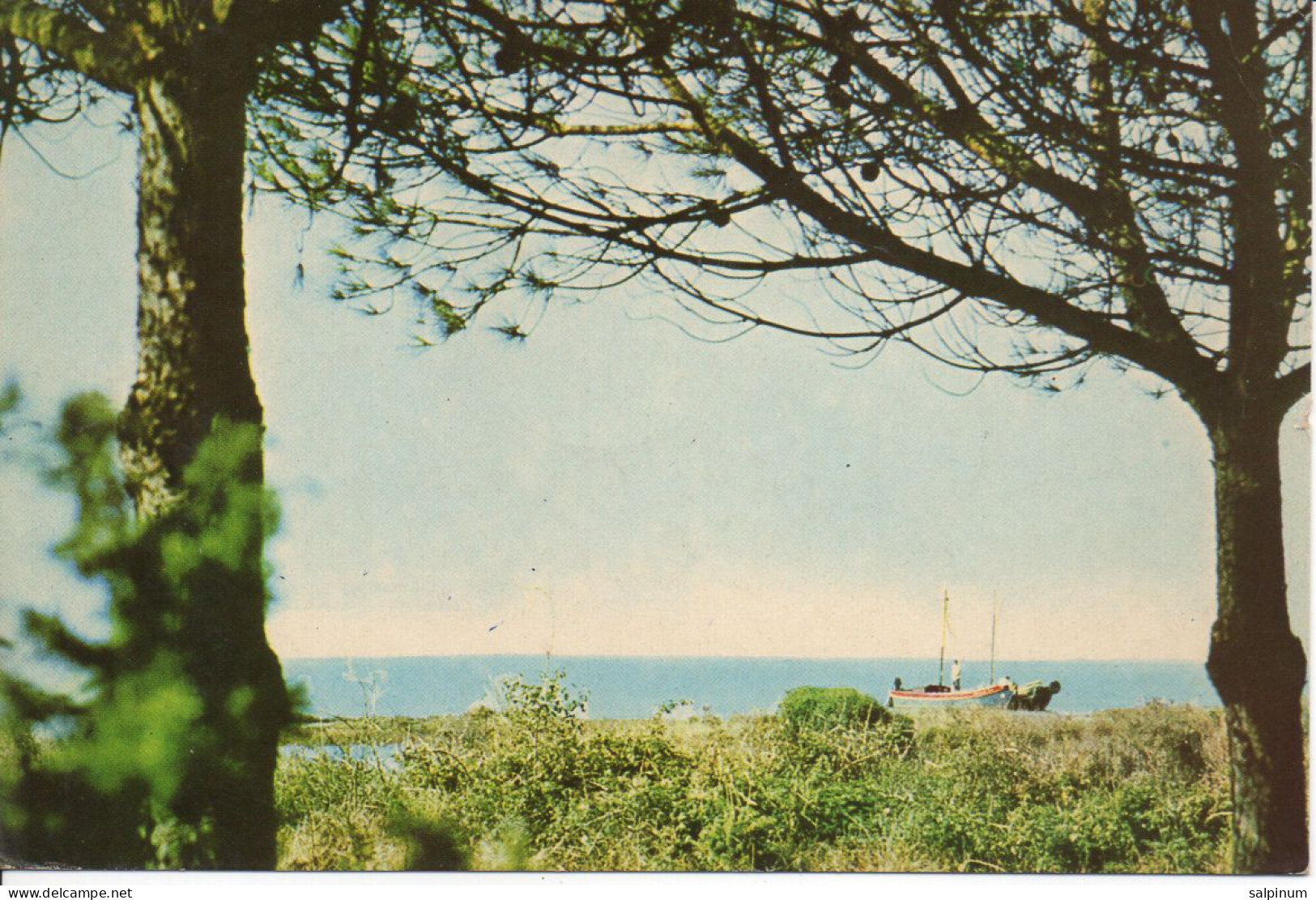 Isola Di Albarella, Marina Con Barche - Viag. 1971 - Rovigo