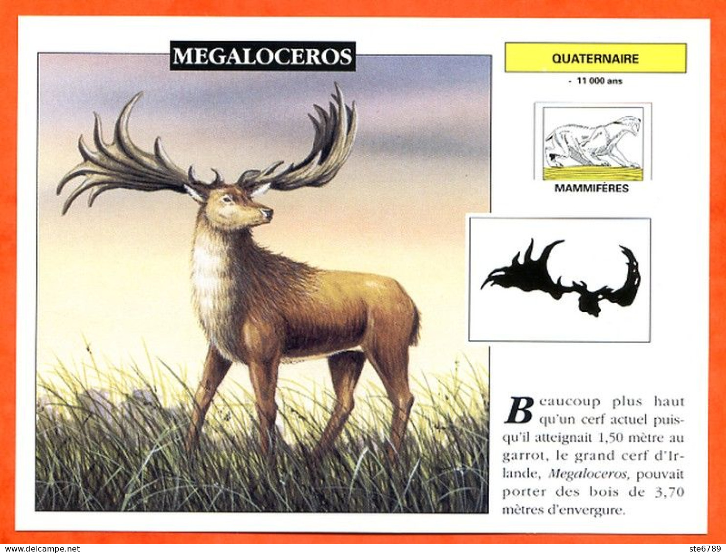 MEGALOCEROS  Histoire Préhistoire Fiche Illustree - History