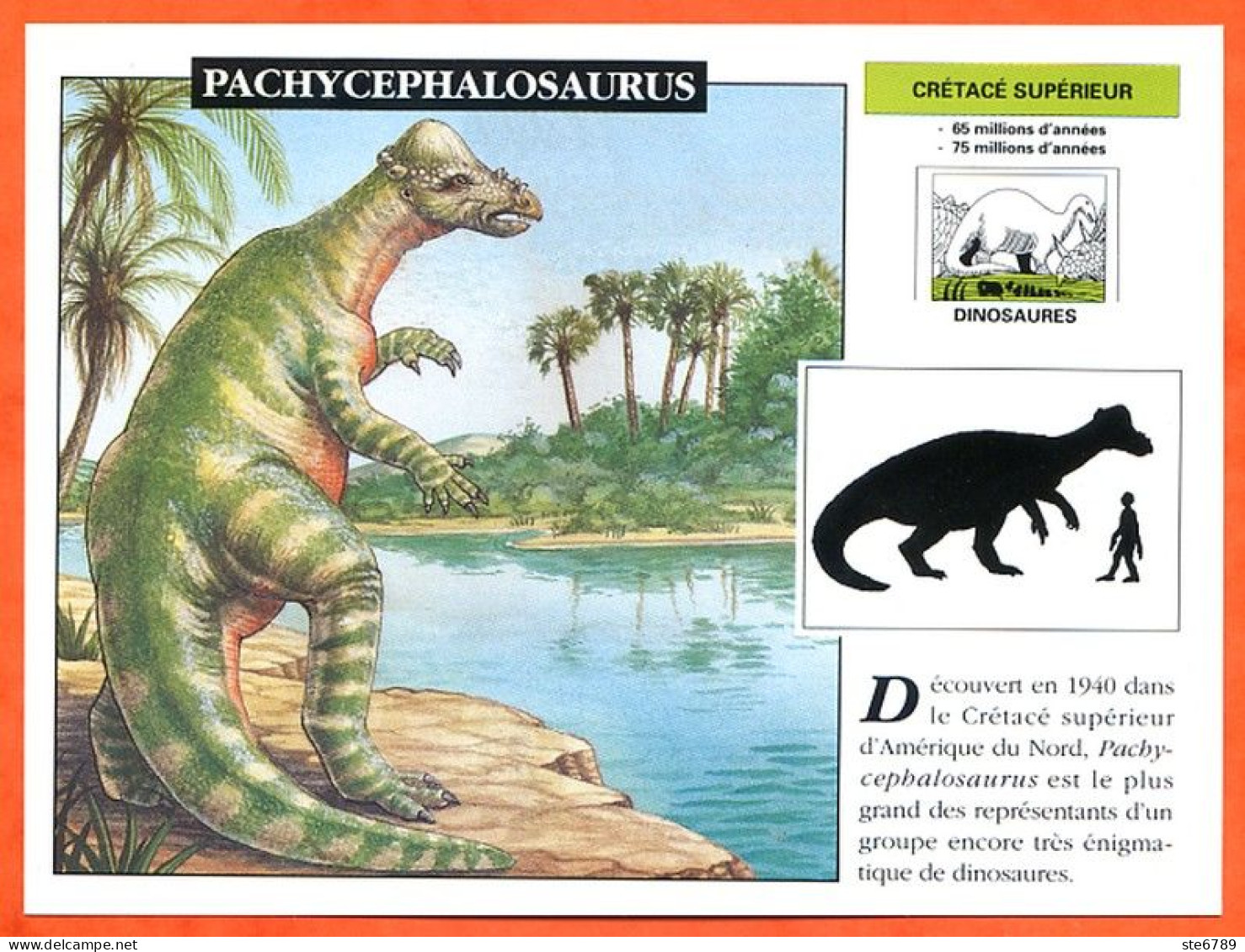 PACHYCEPHALOSAURUS  Dinosaure Histoire Préhistoire Fiche Illustree - Storia