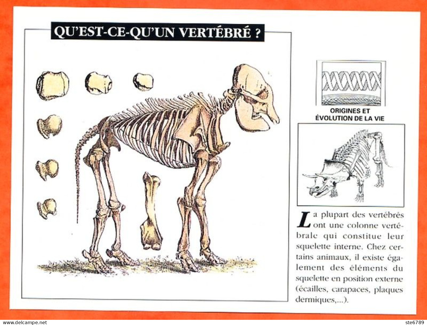 QU'EST CE QU'UN VERTEBRE Histoire Préhistoire Fiche Illustree - Storia