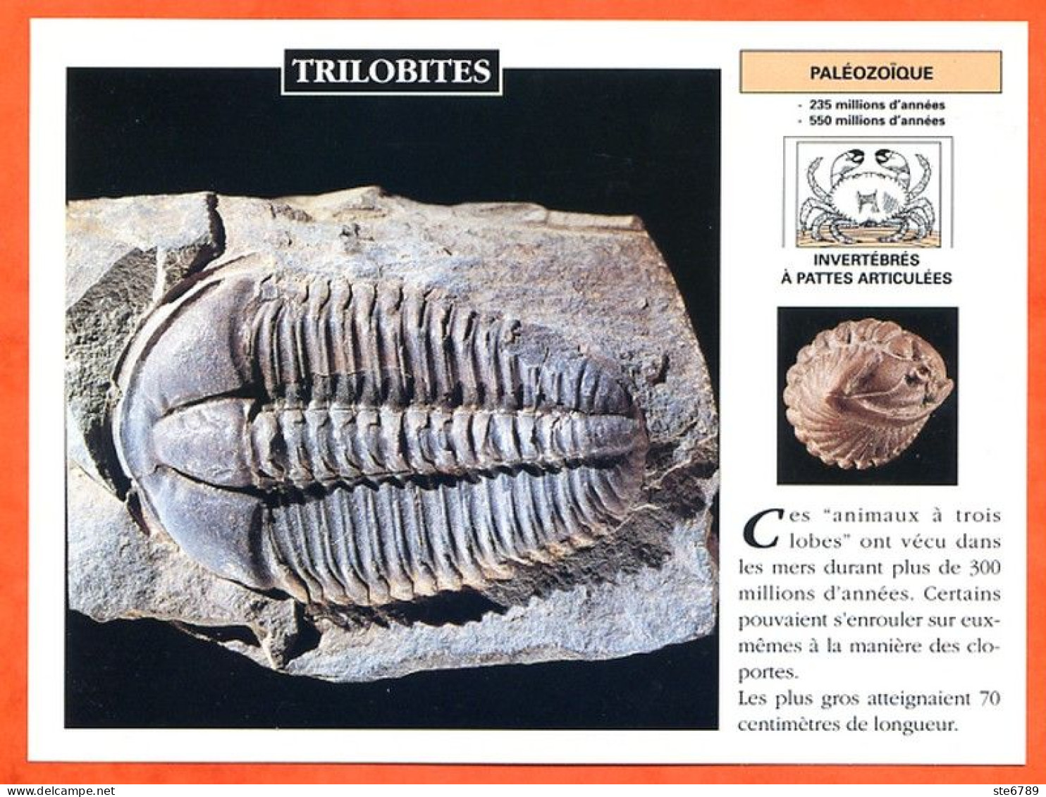 TRILOBITES  Histoire Préhistoire Fiche Illustree - Histoire