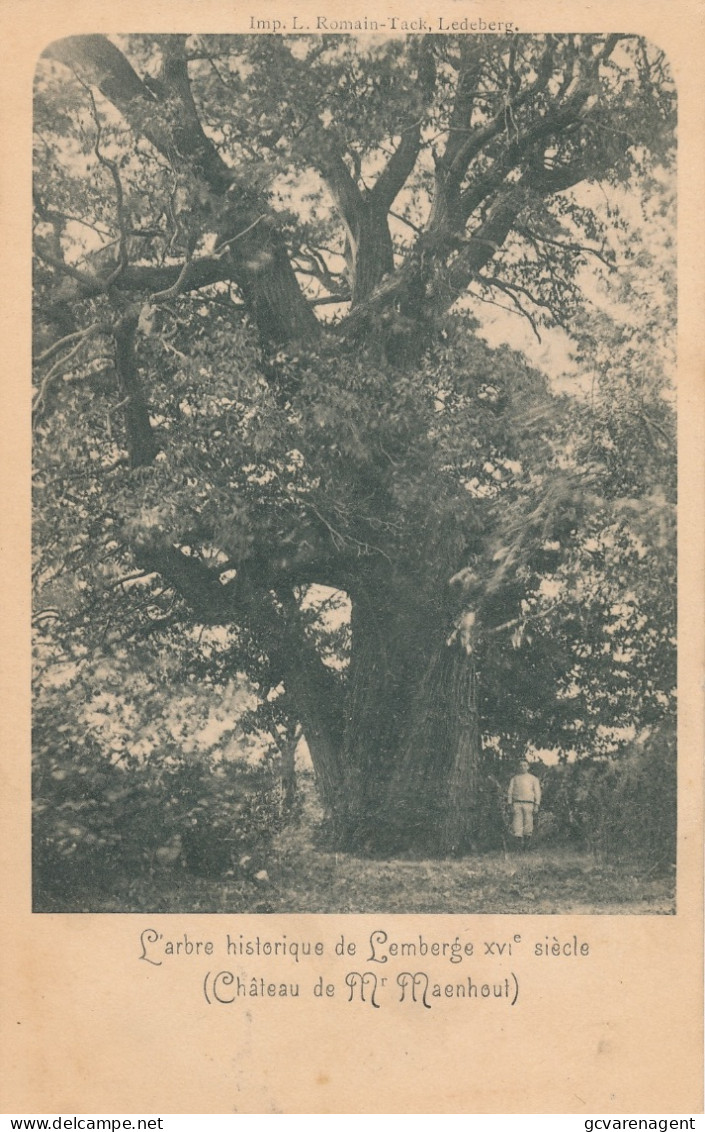 L'ARBRE HISTORIQUE DE LEMBERGE  XVIe SIECLE   CHATEAU DE Mr MAENHOUT      2 SCANS - Merelbeke