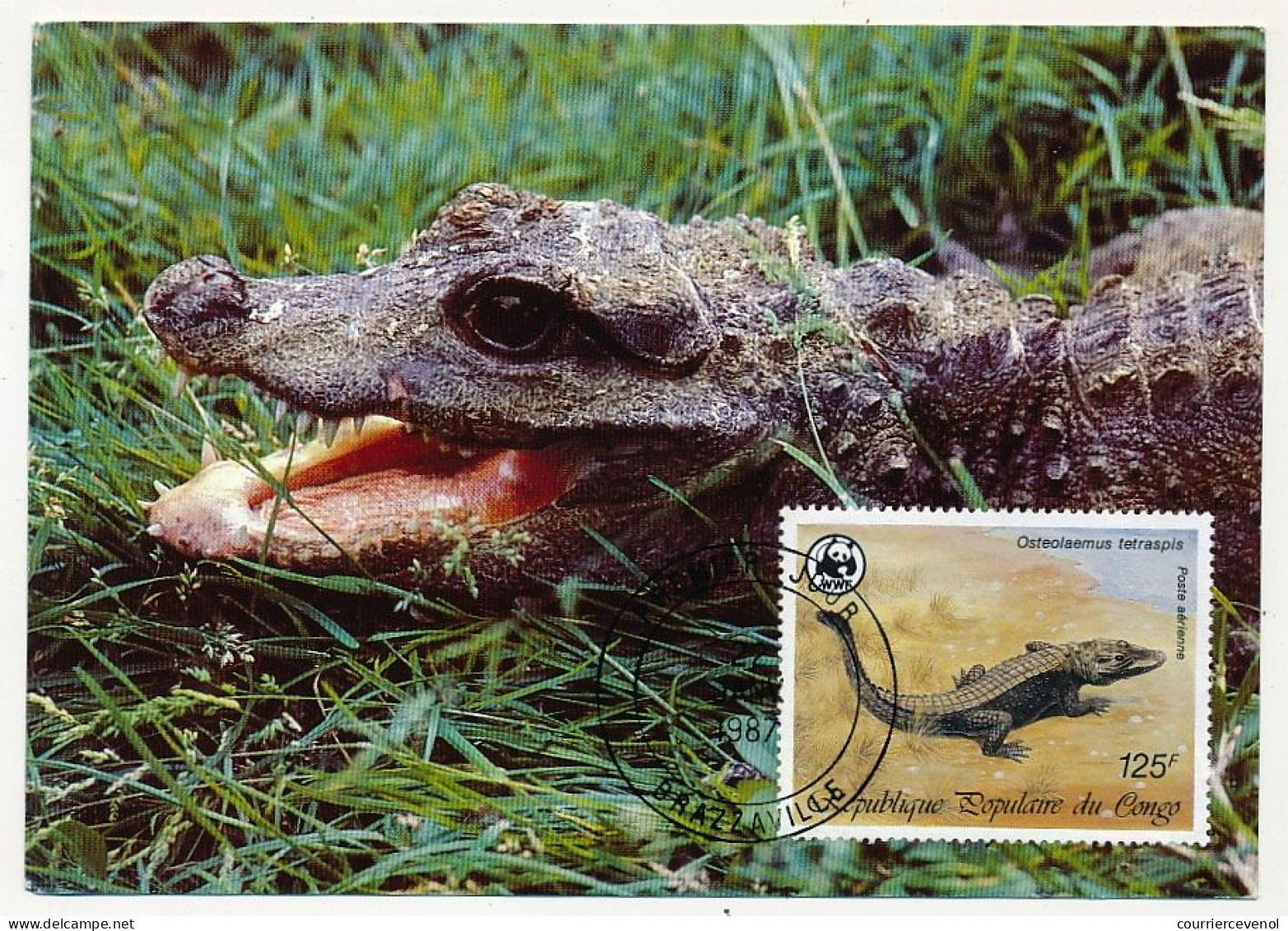 CONGO - Carte Maximum - 125F Poste Aérienne - African Dwarf Crocodile - Premier Jour 1987 - Altri & Non Classificati