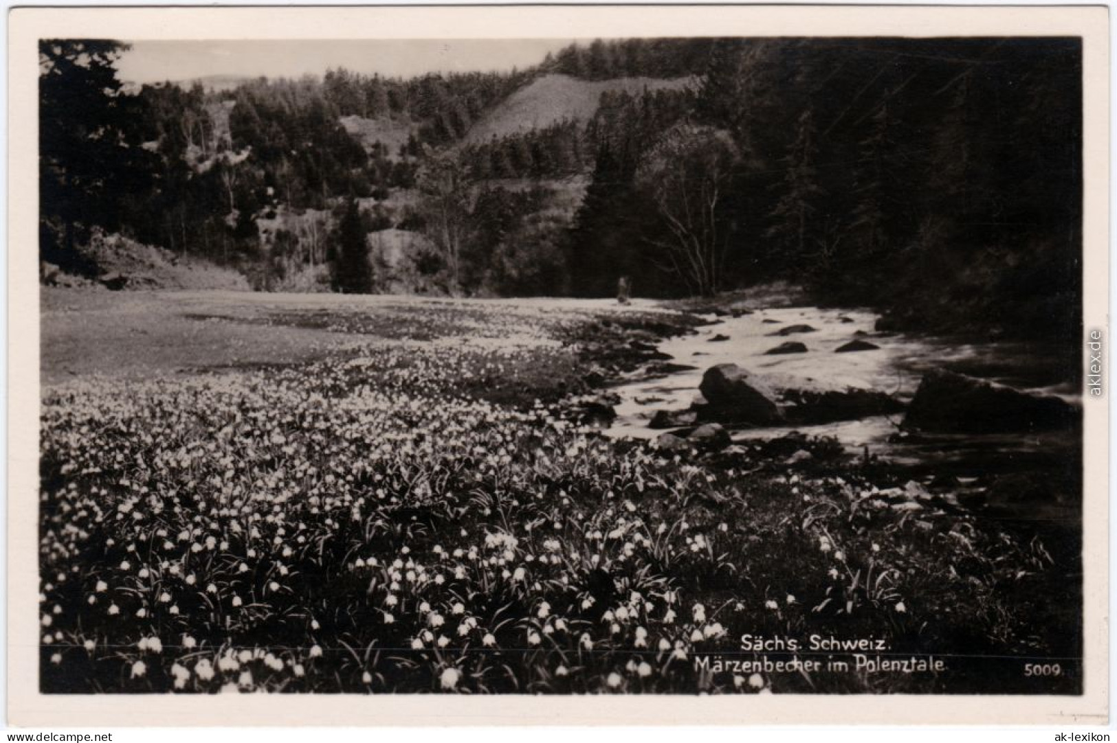 Hohnstein (Sächs. Schweiz) Märzenbecher Im Polenztal - Sächsische Schweiz  1932 - Hohnstein (Sächs. Schweiz)