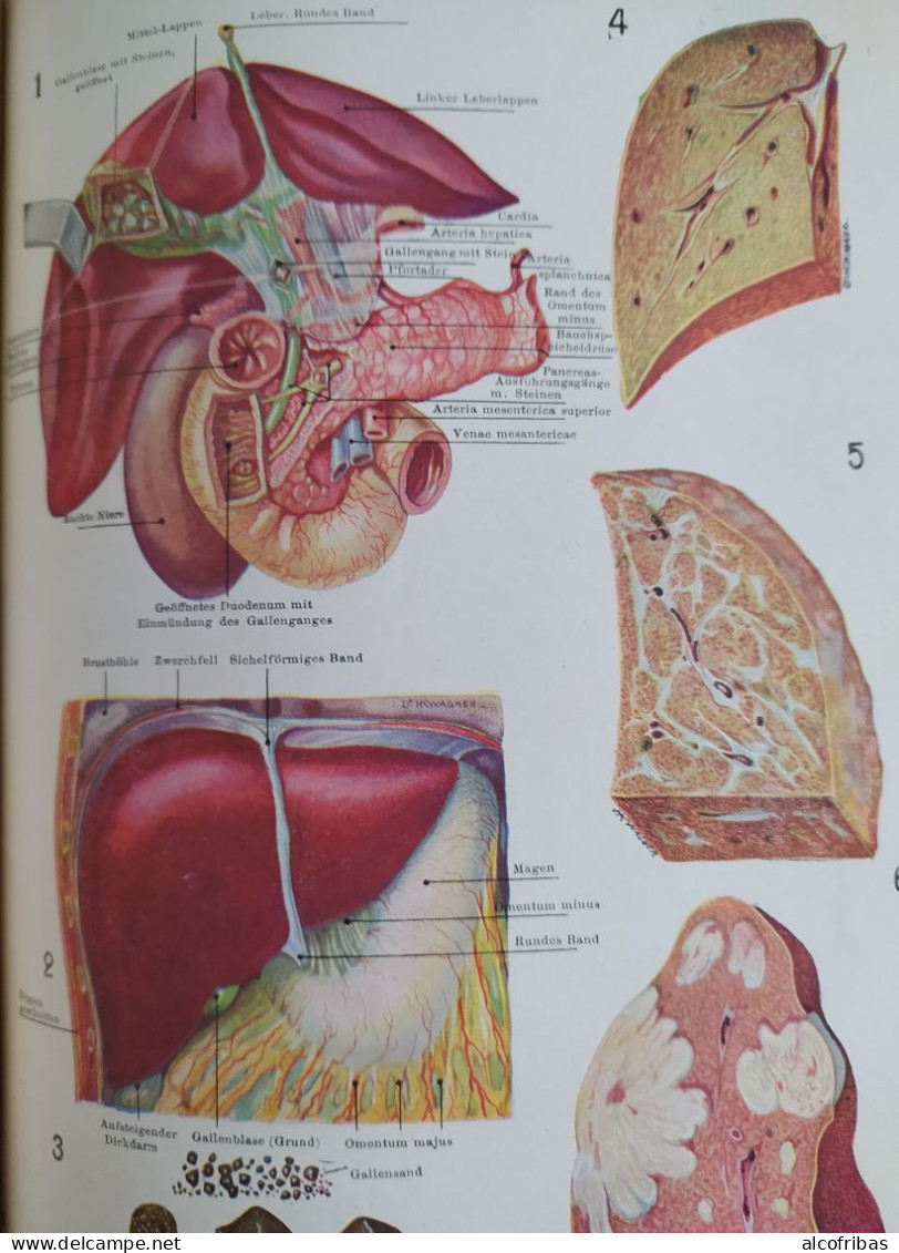 SELBSTHILFE IN GESUNDEN UND KRANKEN TAGEN Medecine 712 Pages - Alte Bücher