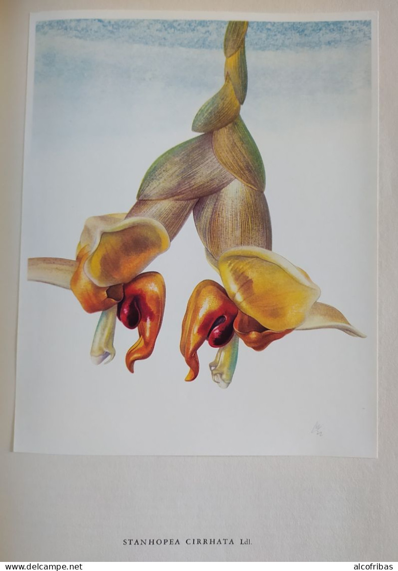 orchideen silva zurich 128 pages 60 planches photos d'orchidées