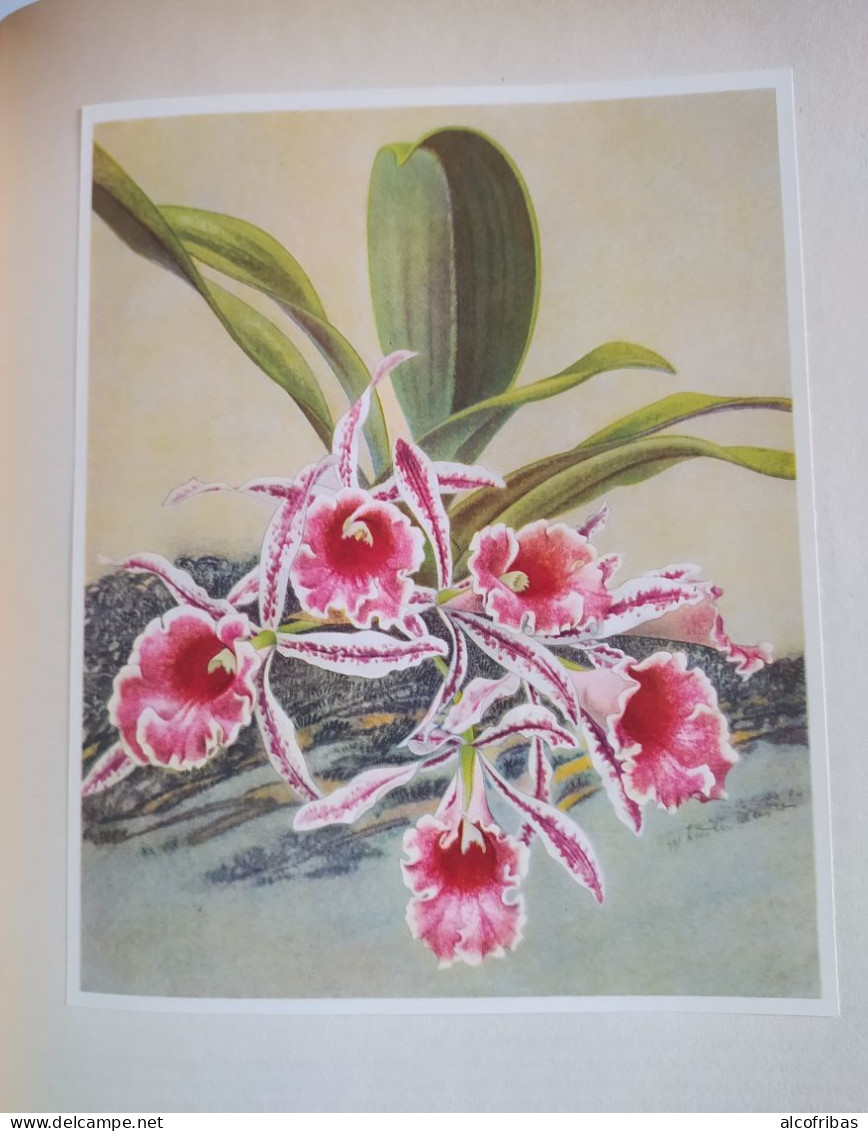 orchideen silva zurich 128 pages 60 planches photos d'orchidées