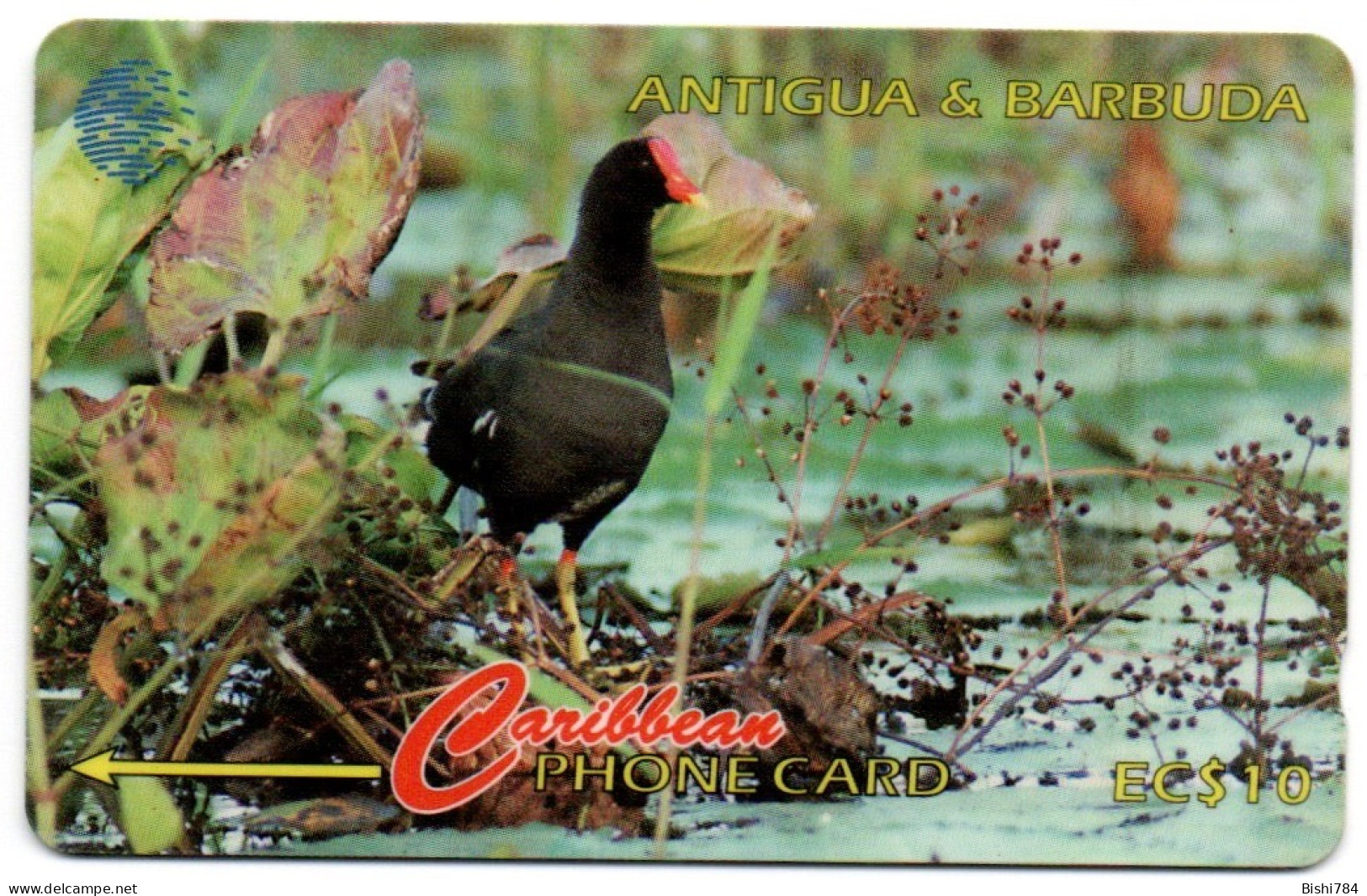 Antigua & Barbuda - Common Moorhen - 104CATA (with Ø) - Antigua Et Barbuda