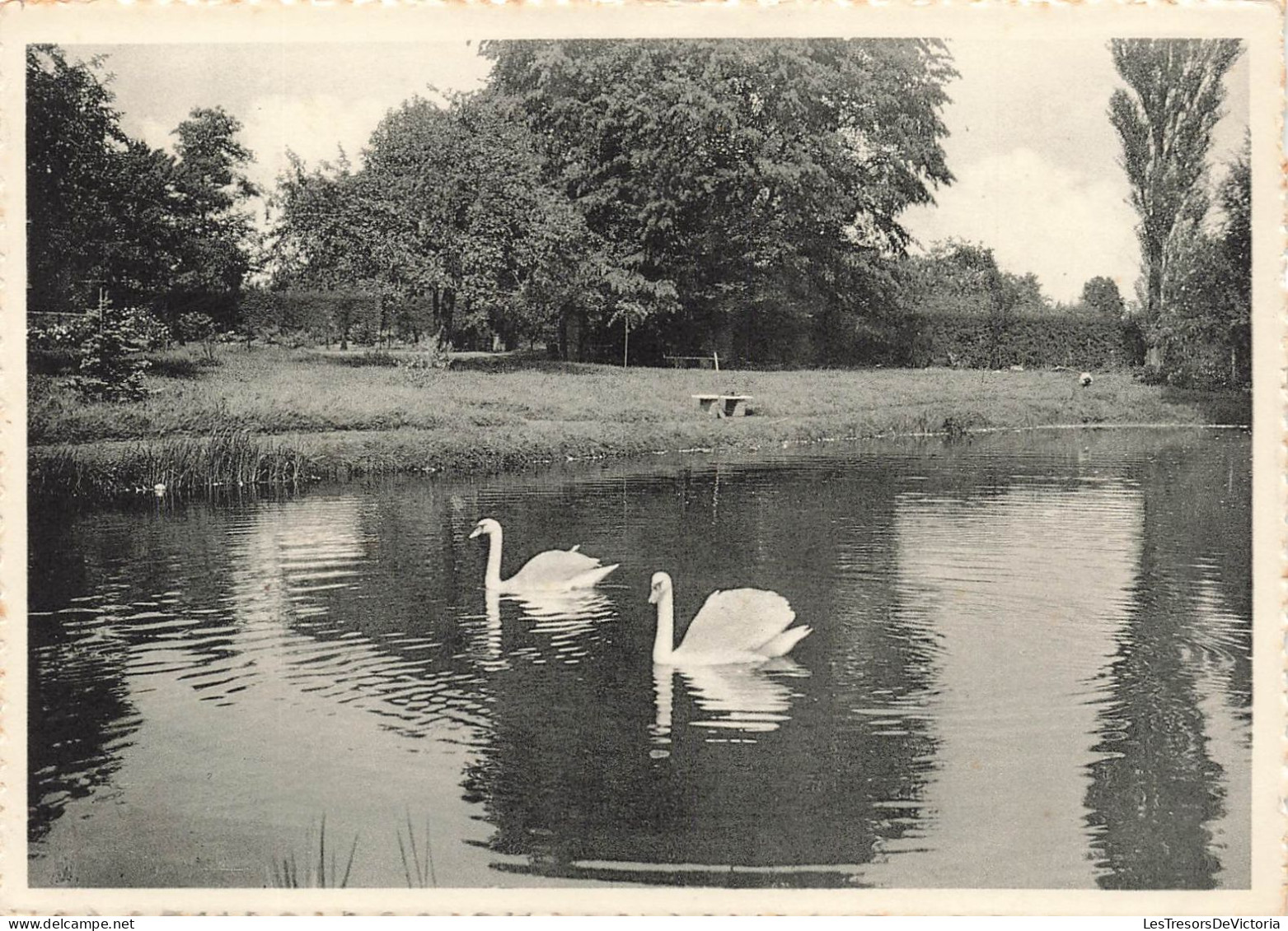 BELGIQUE - Mons - Château D'Herchies - Vue Sur Les Cygnes Sur L'étang Du Parc - Carte Postale Ancienne - Mons