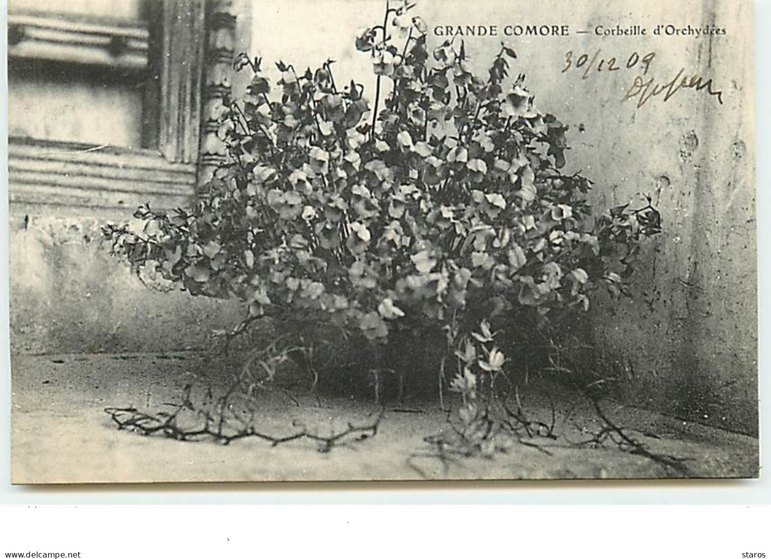 Grande COMORE - Corbeille D'Orchydées - Comorre